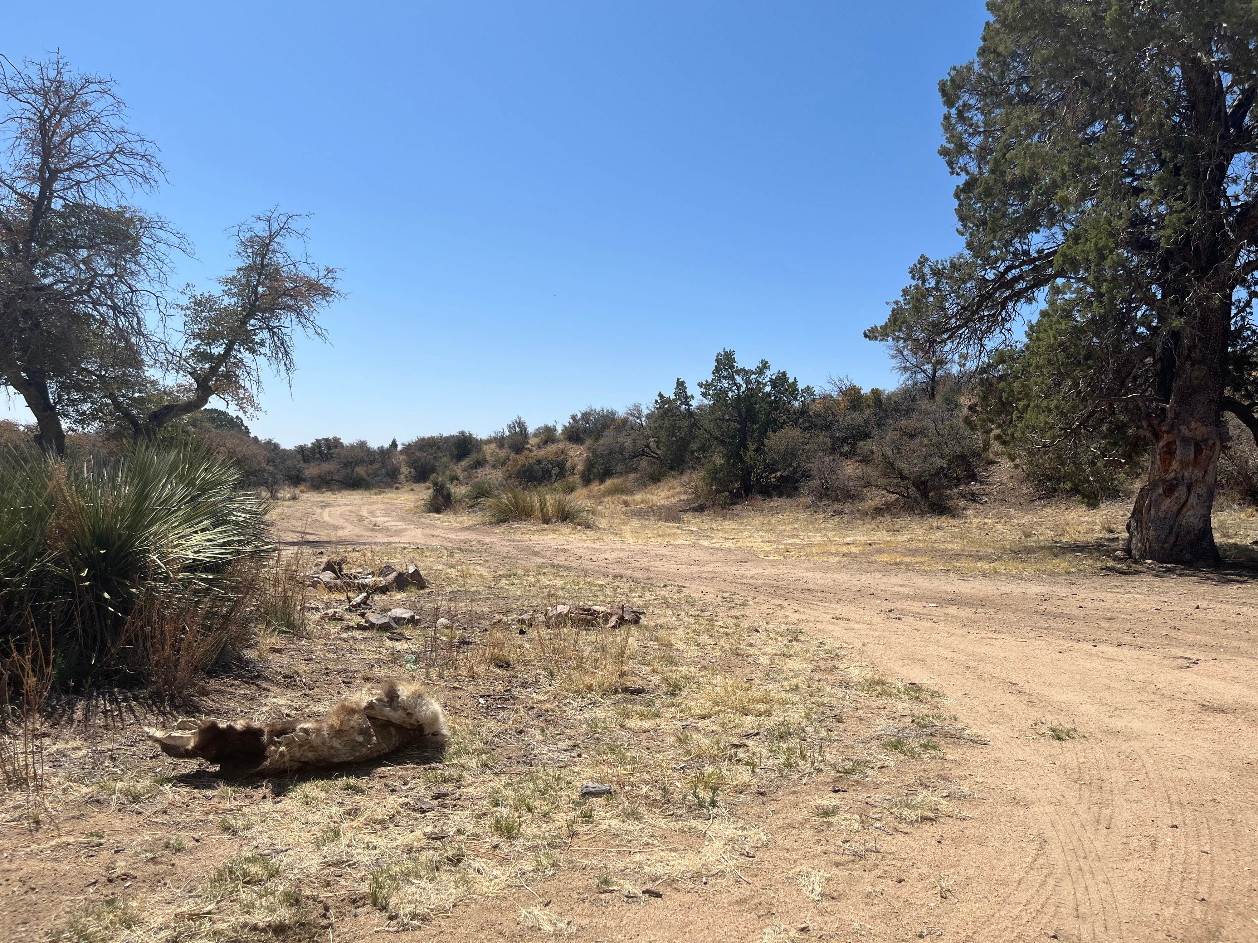 Camper-submitted photo at Safari Campsite near Hanover, NM