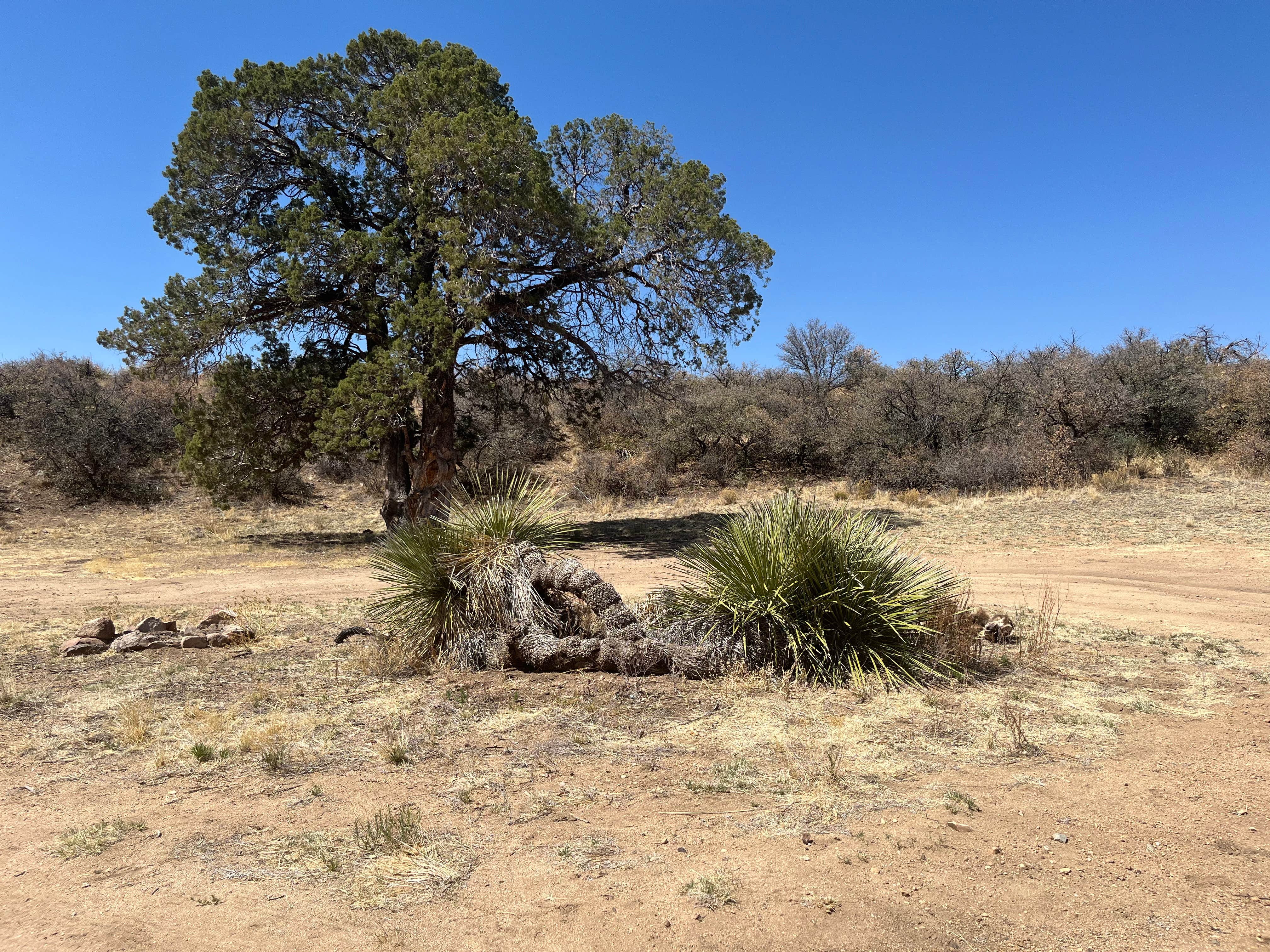 Camping near Bill Evans Lake: Safari Campsite, Silver City, New Mexico