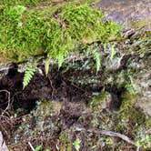 Review photo of Sagamore Lake primitive camping, Adirondacks Blue Ridge wilderness by Janet R., December 31, 2025