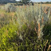 Review photo of Sage Creek Campground by carla R., July 12, 2024