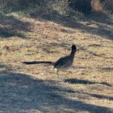 Review photo of Sagebrush Campground — Palo Duro Canyon State Park by Jennifer O., March 2, 2025
