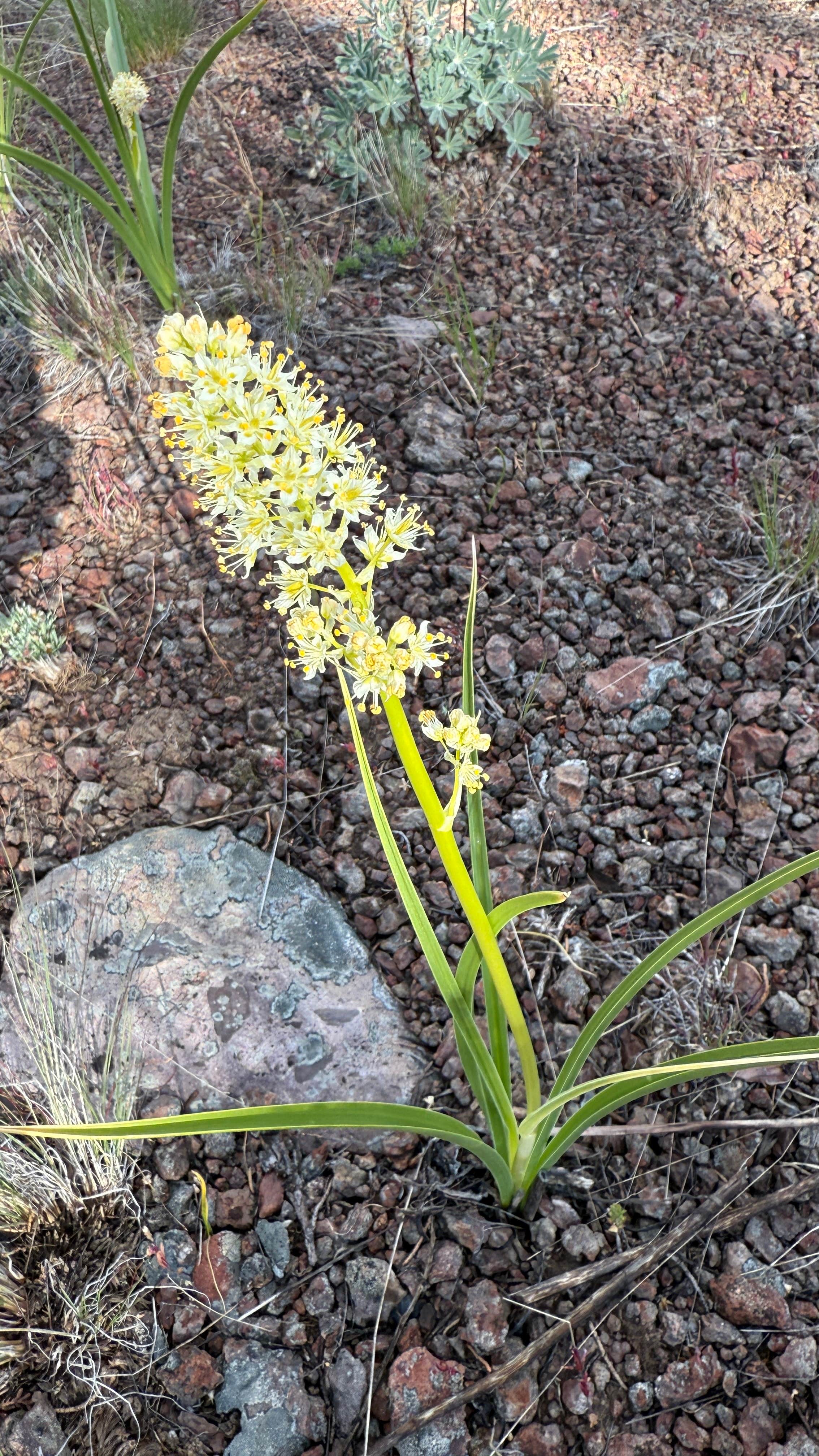 Camper-submitted photo at Sagehen Hill Road near Seneca, OR