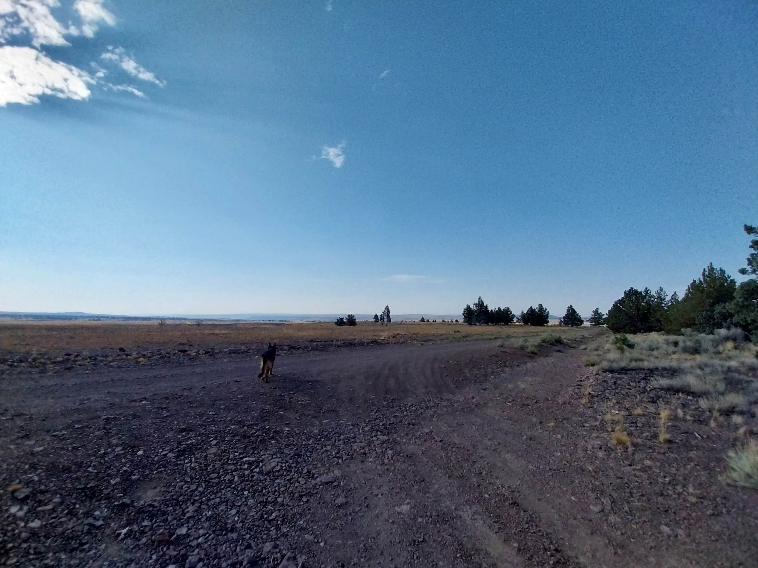 Tymika B.'s photo of camping with pets at Sagehen Hill Road near Seneca, OR