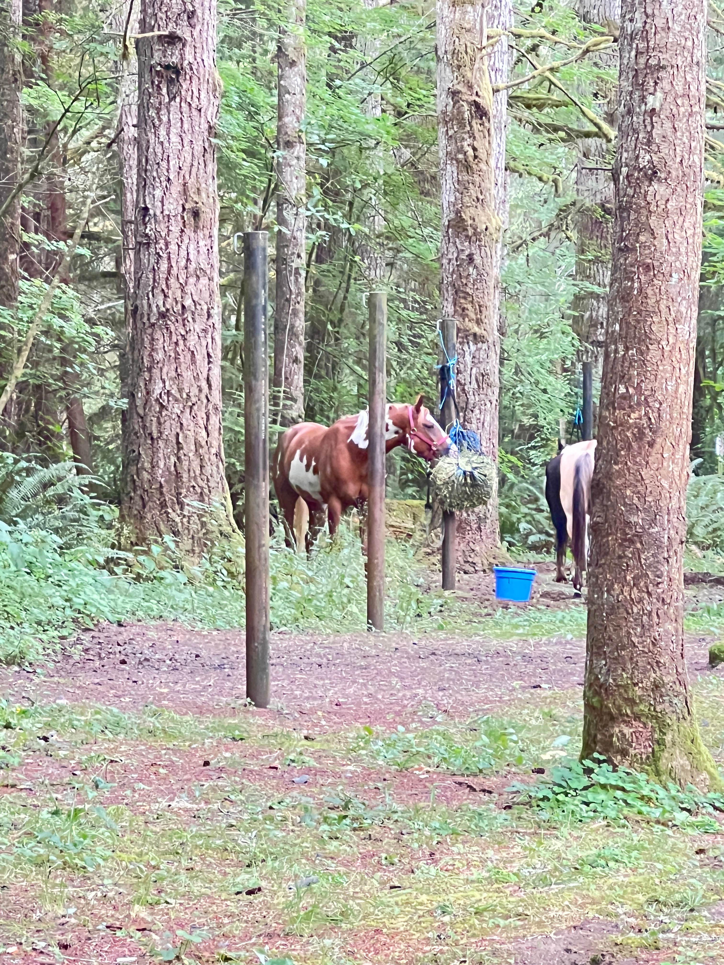 Lainey P.'s photo of camping with a horse at Sahara Creek DNR Horse Camp near Morton, WA