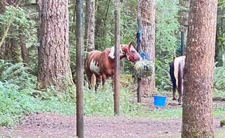 Lainey P.'s photo of camping with a horse at Sahara Creek DNR Horse Camp near Chehalis, WA