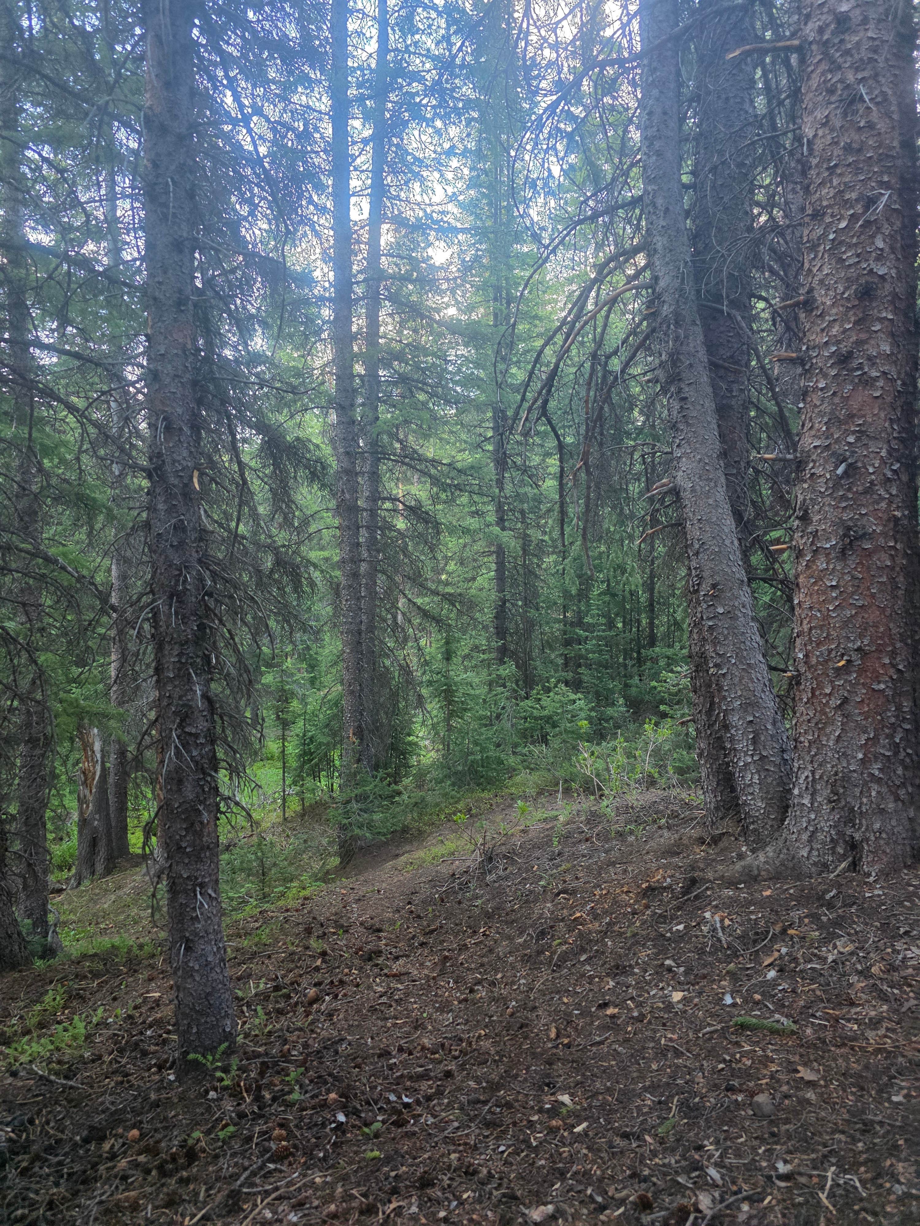 Camper submitted image from Saints John Trail Roadside Campsites - 1
