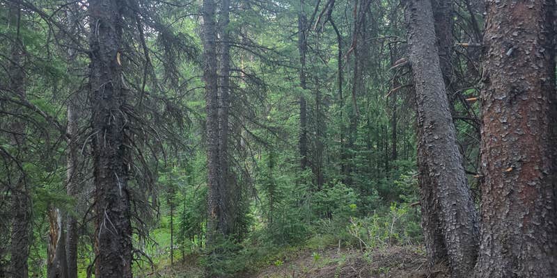 Camper submitted image from Saints John Trail Roadside Campsites