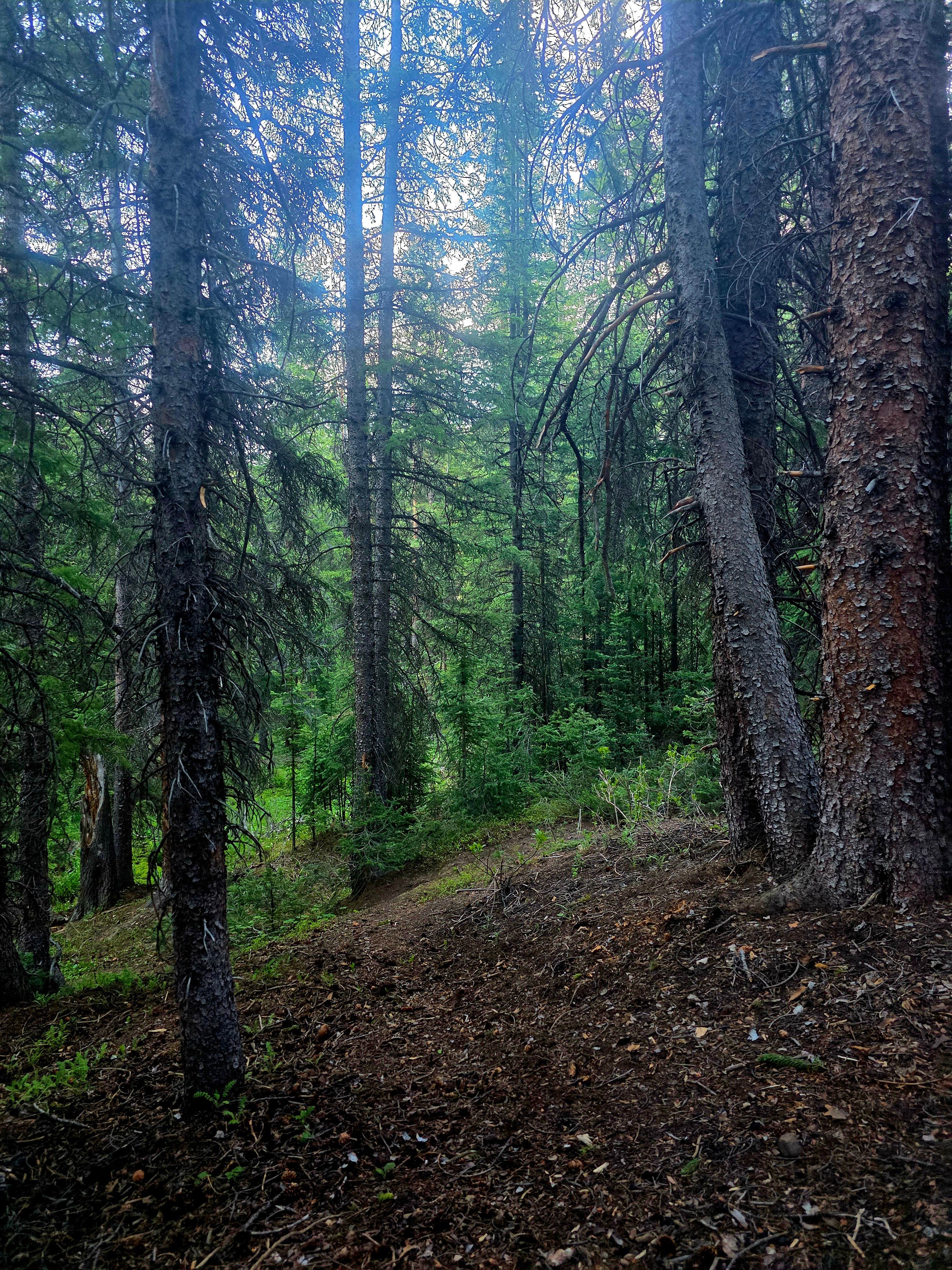 Camper-submitted photo at Saints John Trail Roadside Campsites near Grant, CO