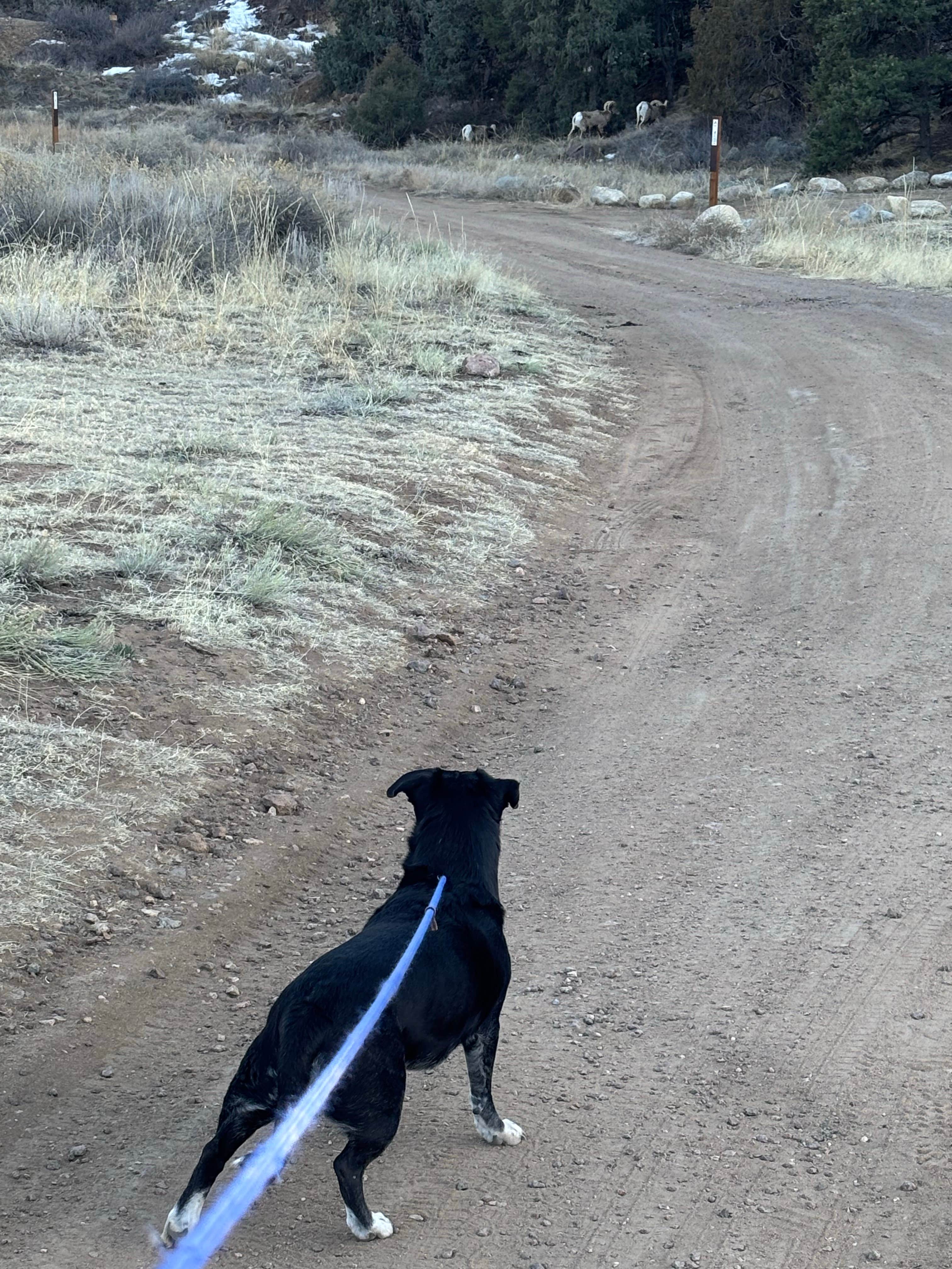 Nicole V.'s photo of camping with pets at Salida North BLM near Howard, CO