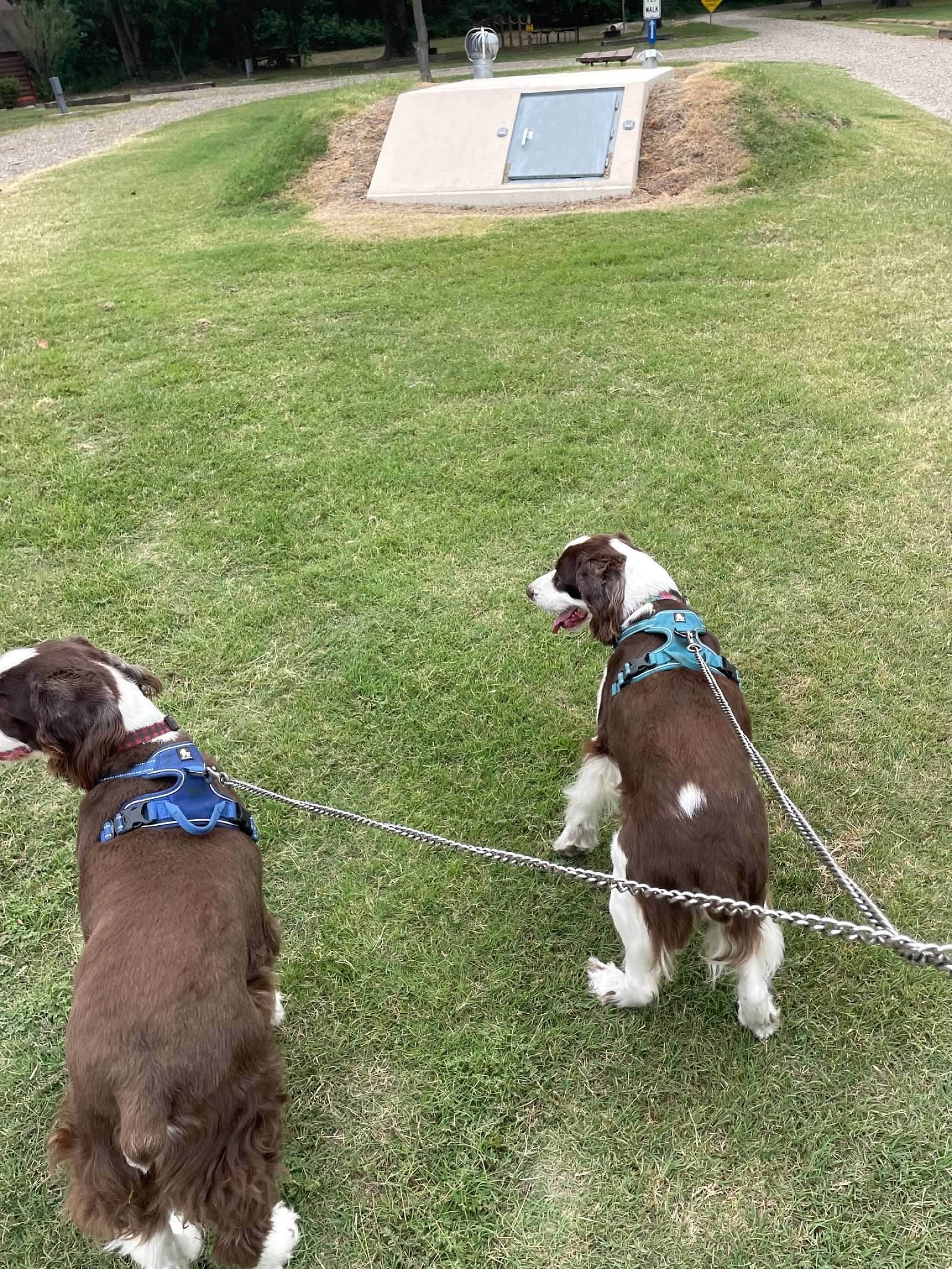 Joel R.'s photo of camping with pets at Sallisaw-Fort Smith West KOA near Bunch, OK