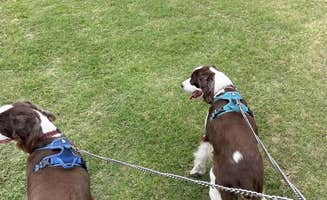 Joel R.'s photo of camping with pets at Sallisaw-Fort Smith West KOA near Vian, OK