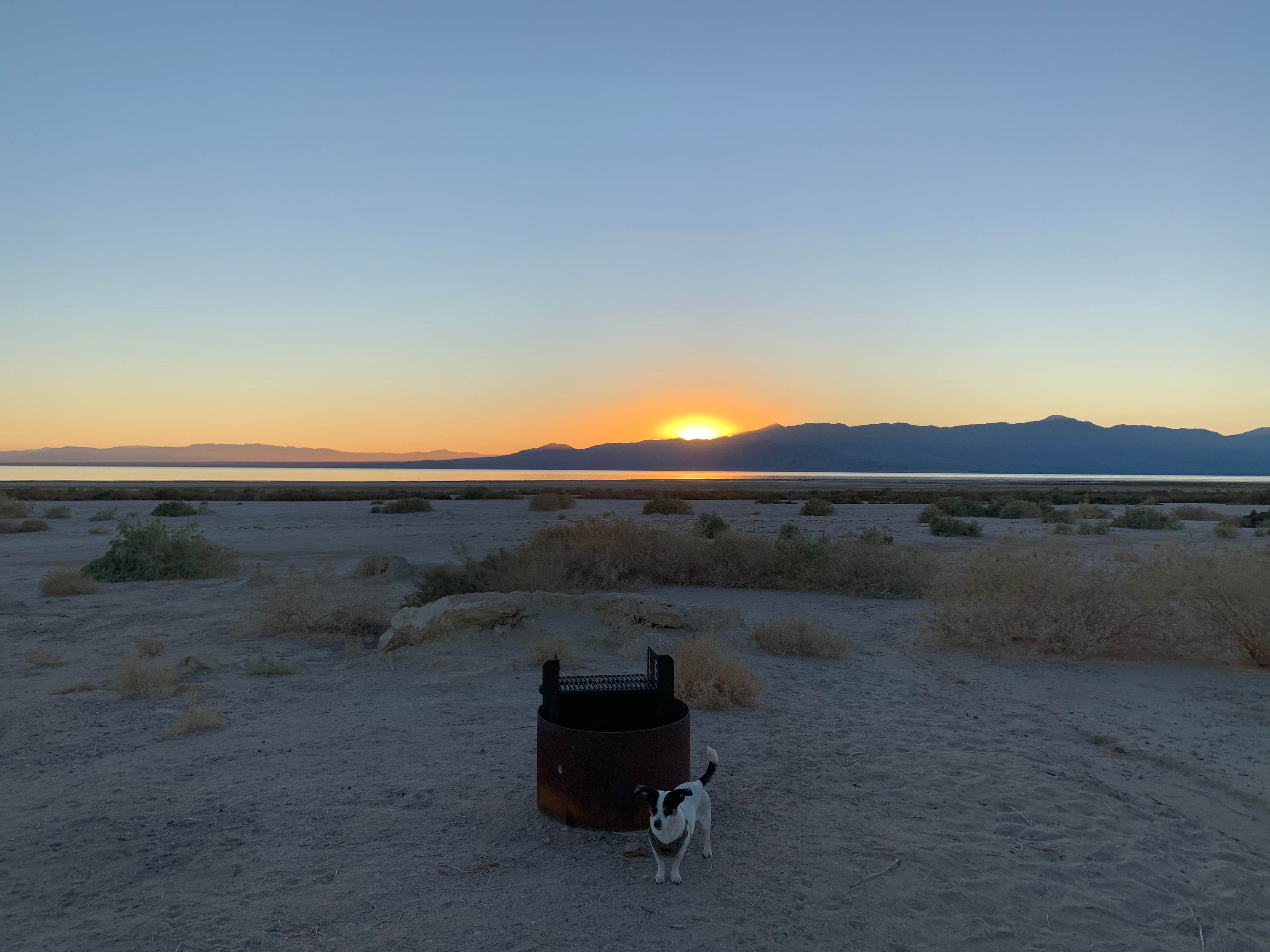 Shawn's photo of camping with pets at Salton Sea Sra near Salton City, CA