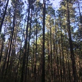 Review photo of Sam Houston National Forest Cagle Recreation Area by Lexi W., February 8, 2024
