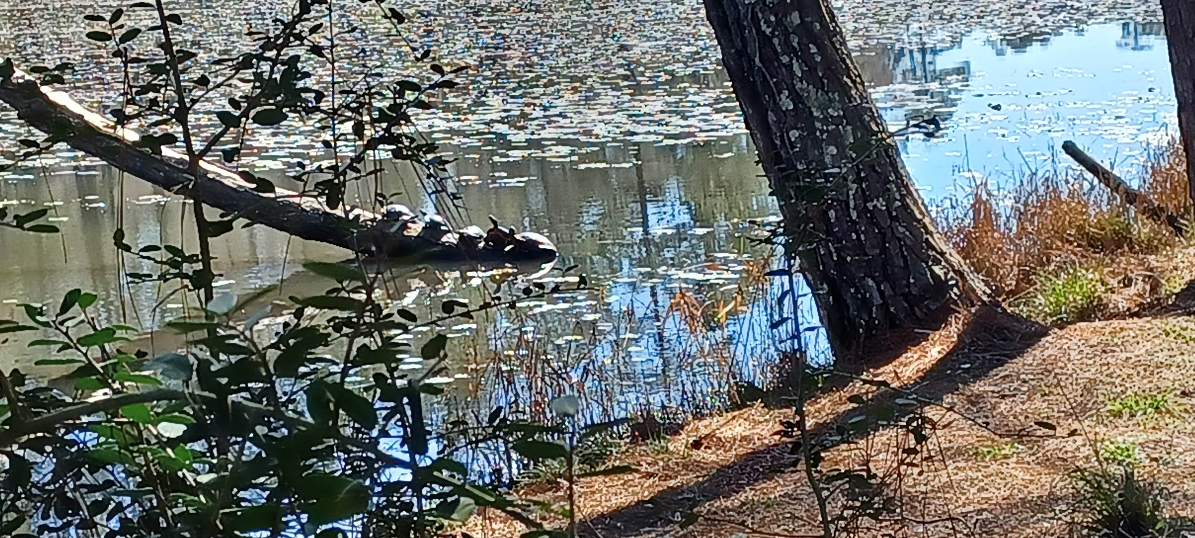 Camper-submitted photo at Double Lake NF Campground near Cleveland, TX