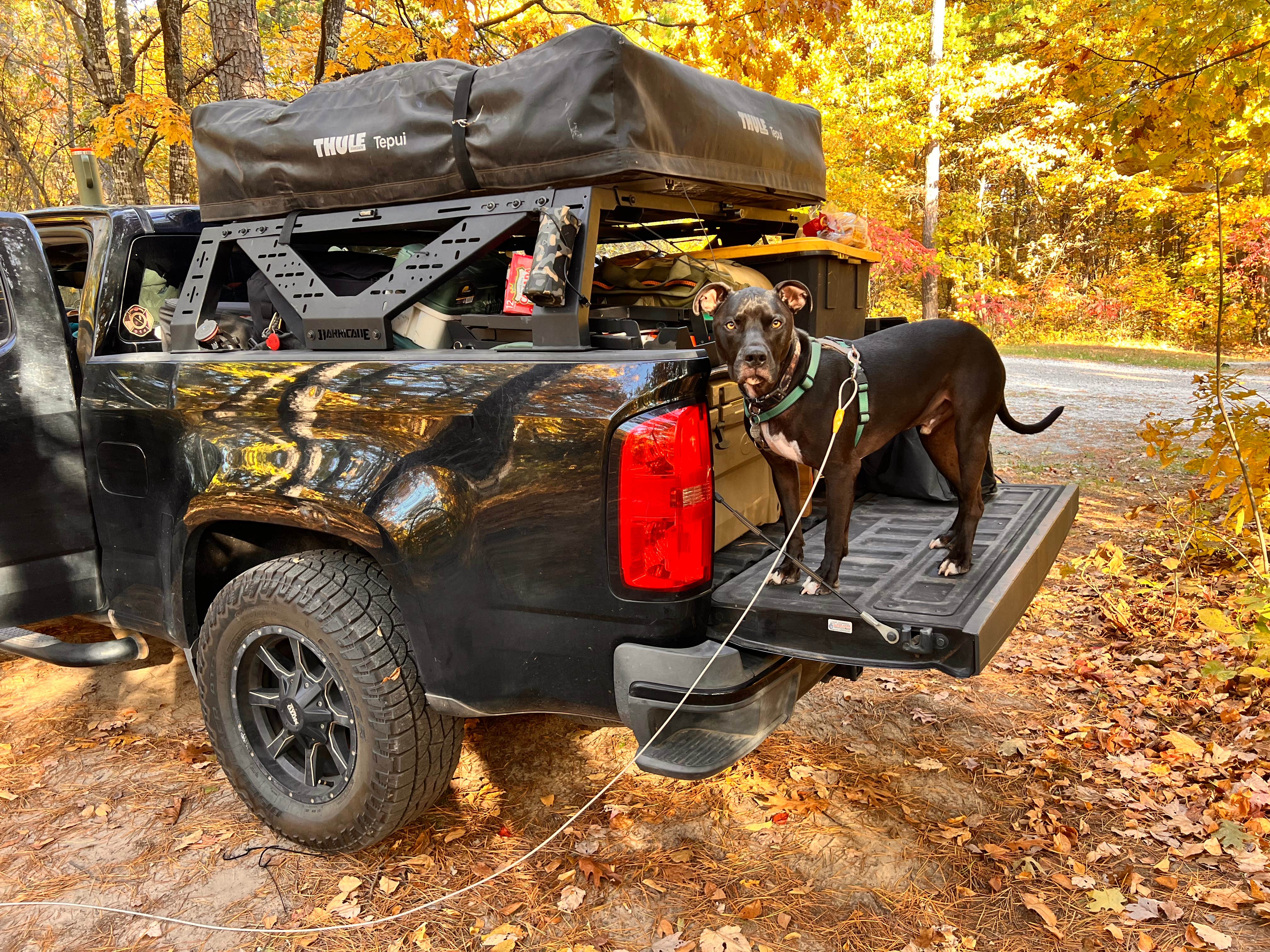Jacquelyn H.'s photo of camping with pets at Sam's Throne Recreation Area near Dennard, AR