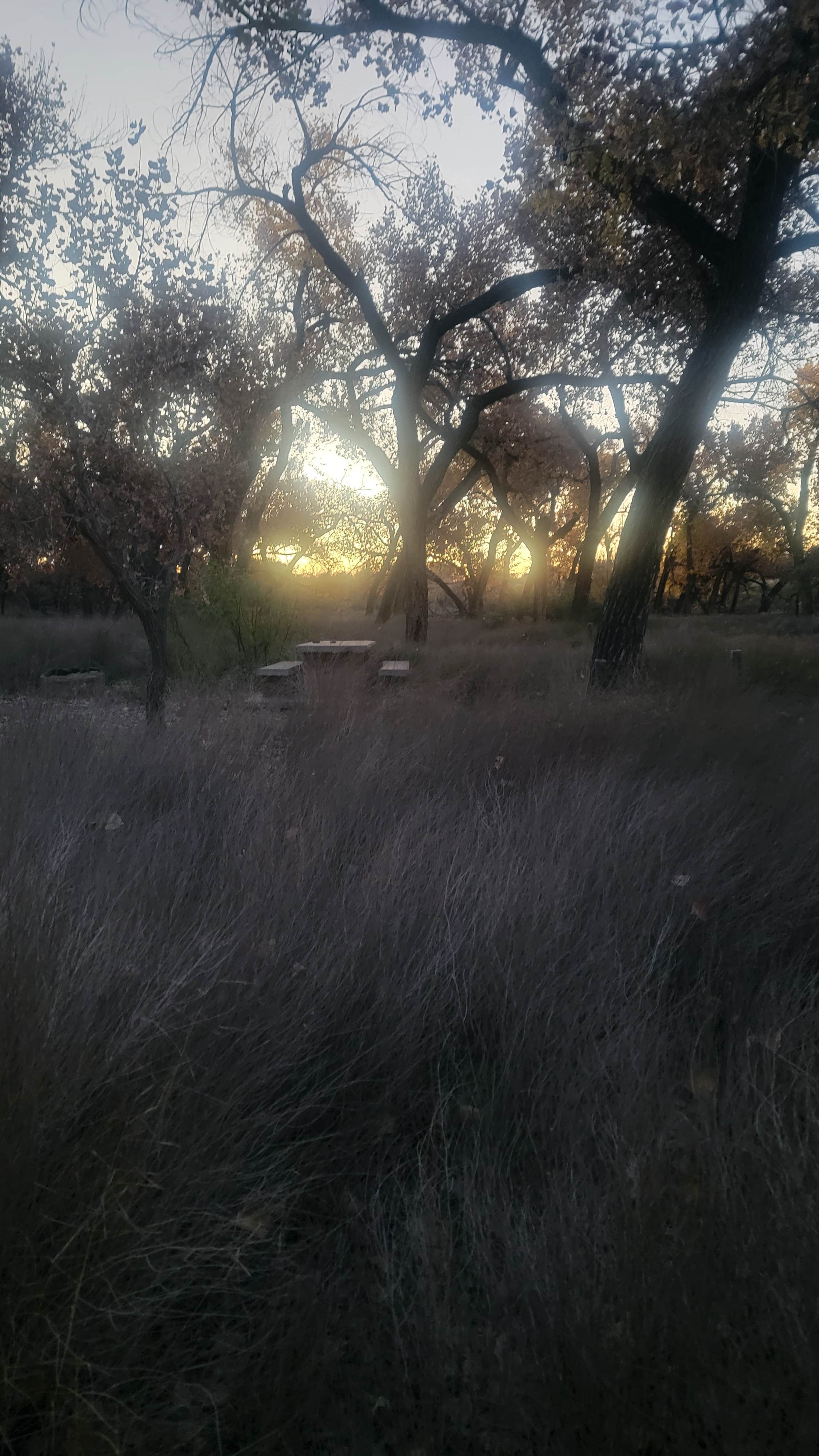 Renee T.'s photo of a dispersed camping area at San Antonio Bosque Park near San Acacia, NM