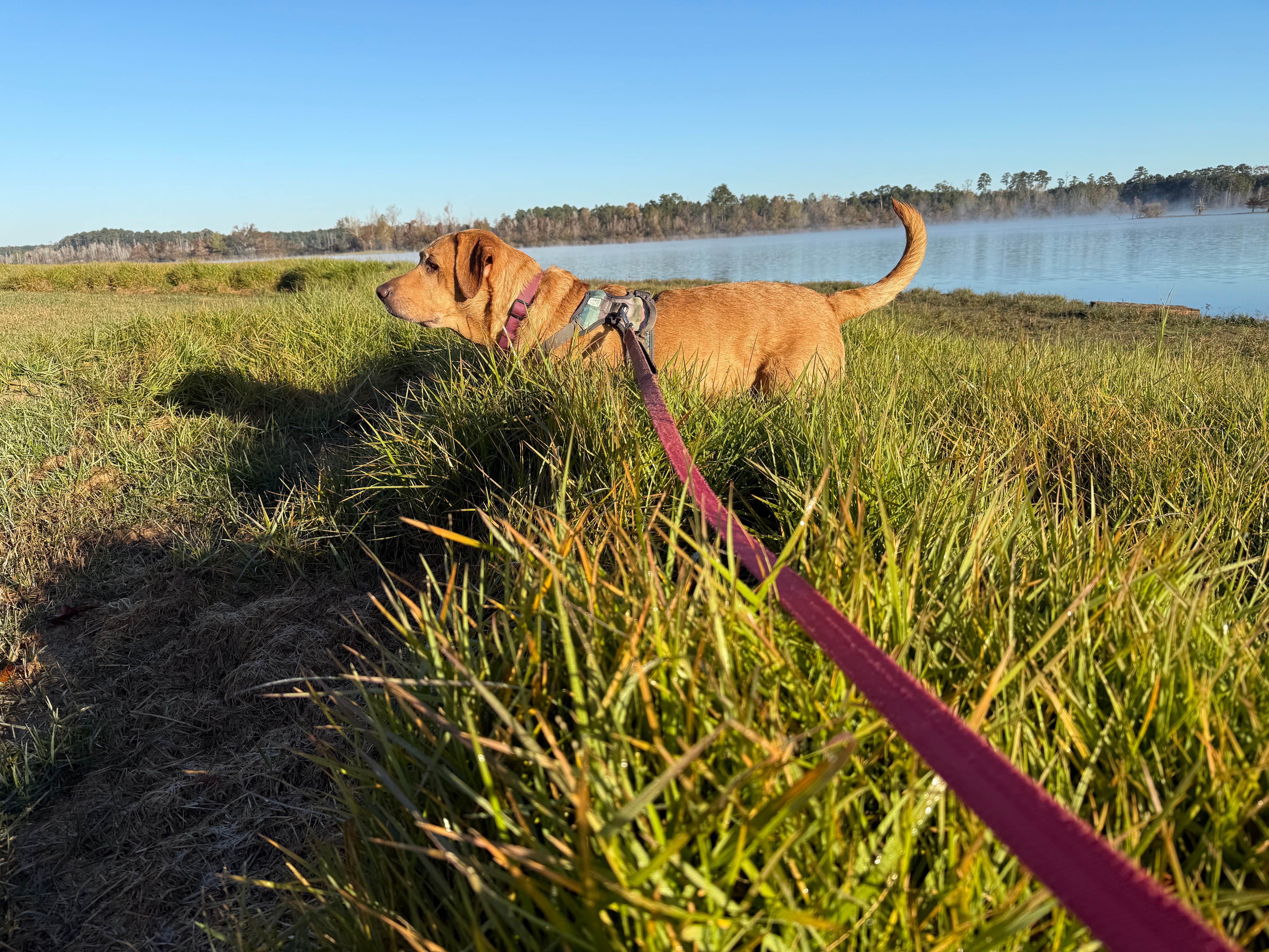 Jim P.'s photo of camping with pets at COE Sam Rayburn Reservoir San Augustine Park near San Augustine, TX