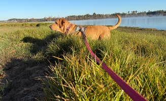 Jim P.'s photo of camping with pets at COE Sam Rayburn Reservoir San Augustine Park near Big Thicket National Preserve