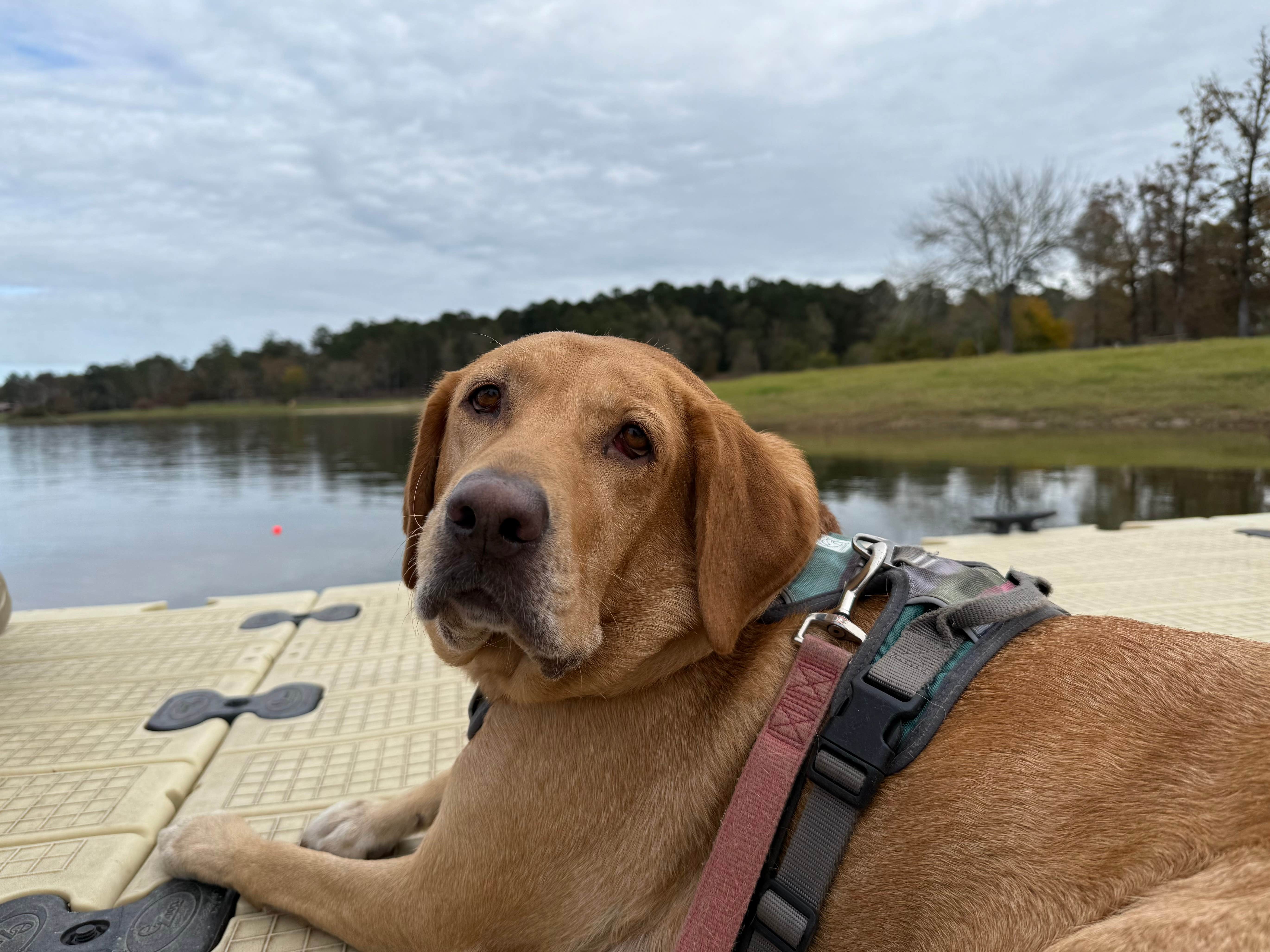 Jim P.'s photo of camping with pets at COE Sam Rayburn Reservoir San Augustine Park near Brookeland, TX