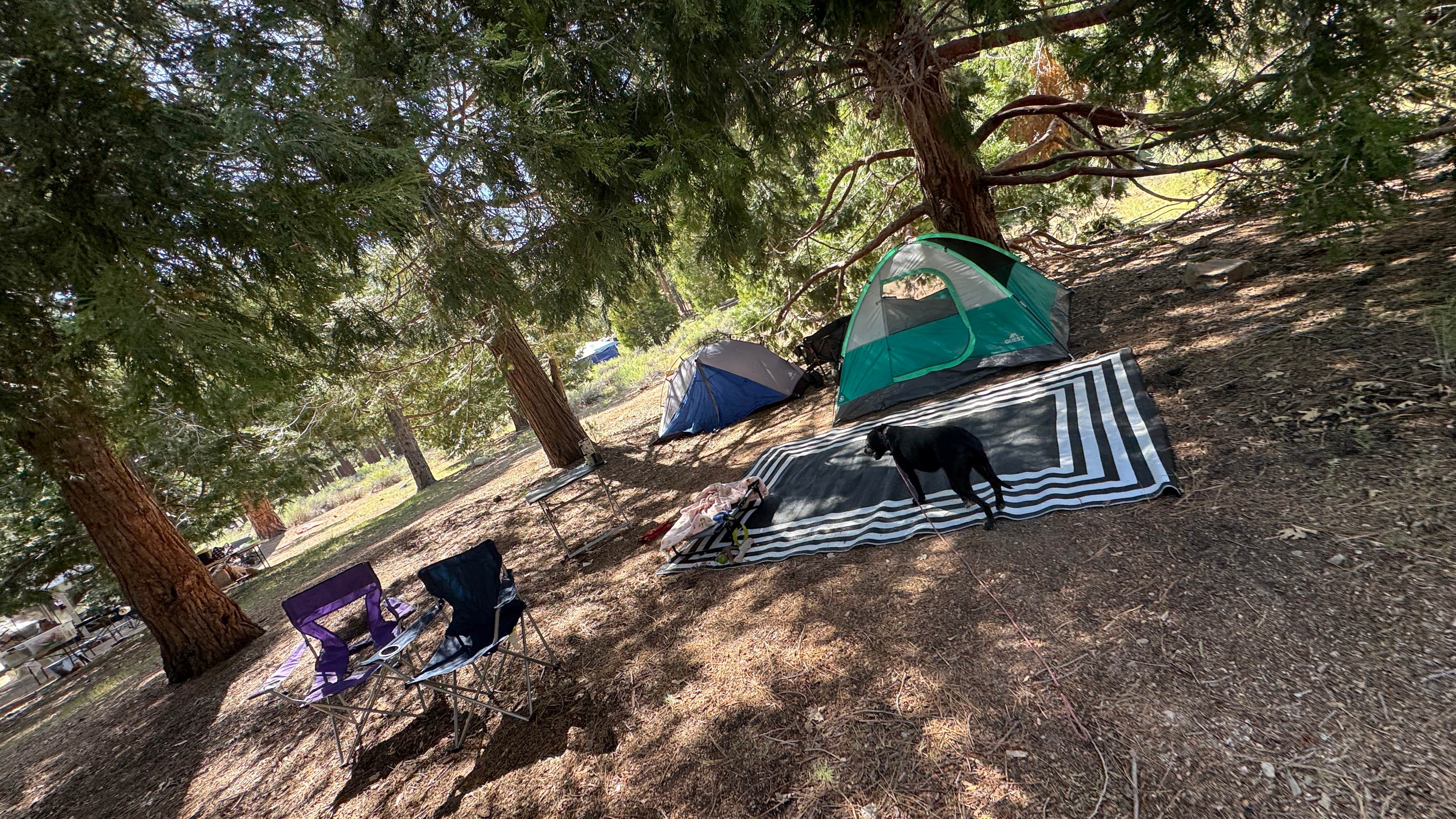 Genesis C.'s photo of camping with pets at Barton Flats Campground near Big Bear Lake, CA