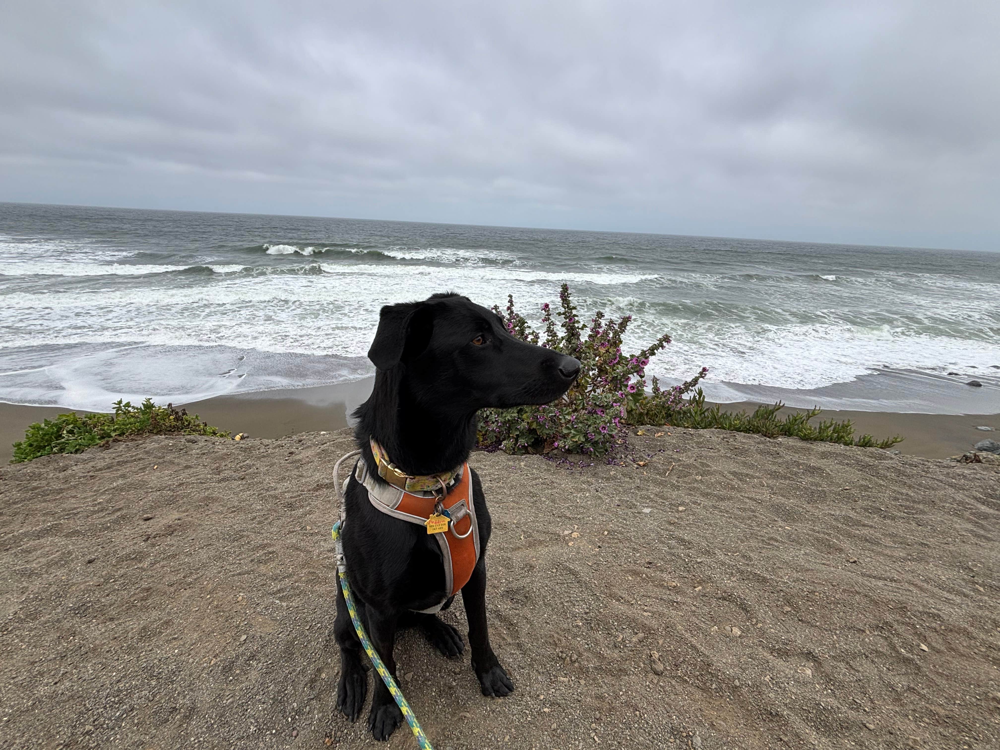 Tom H.'s photo of camping with pets at San Francisco RV Resort near Belmont, CA