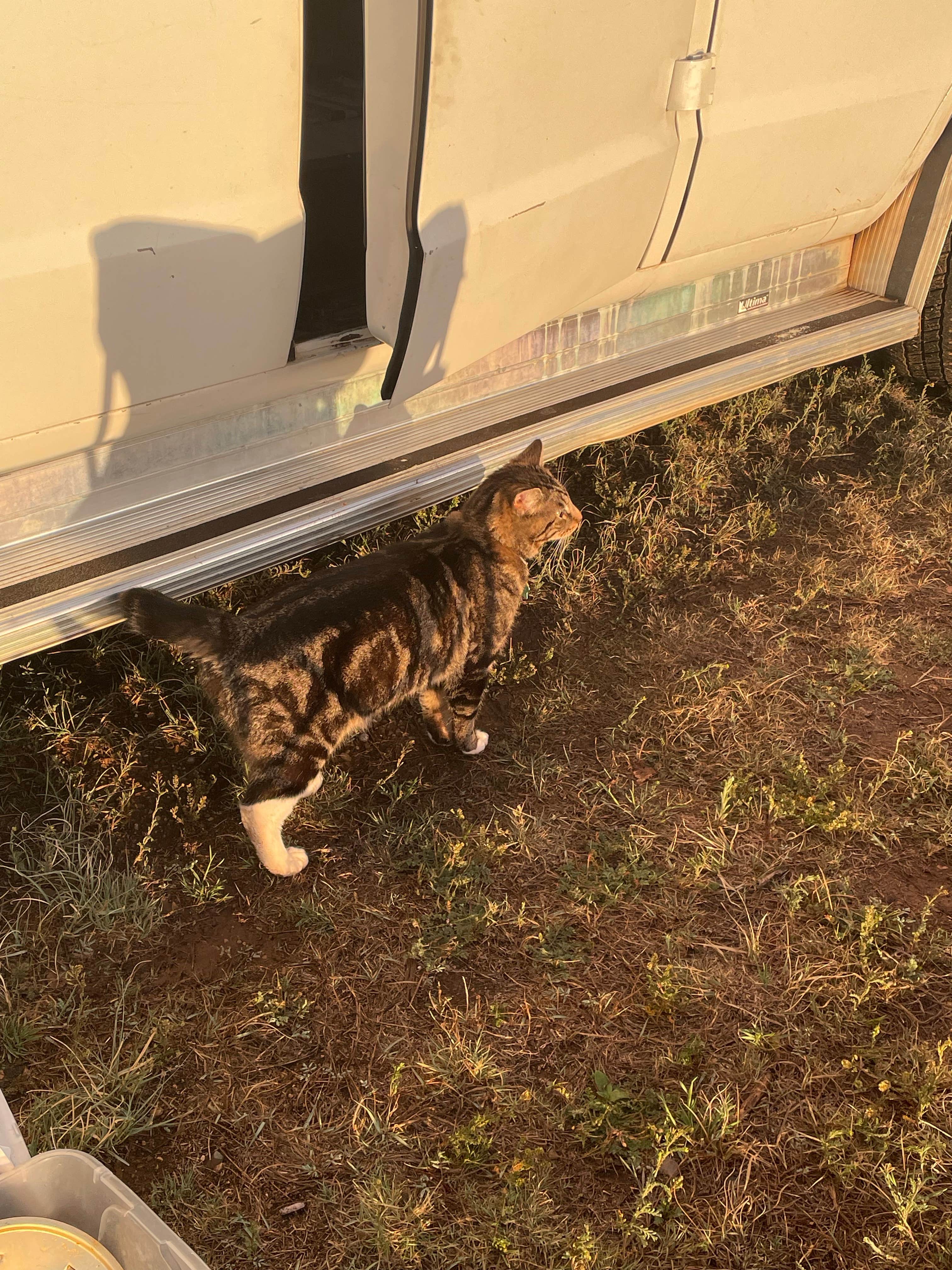 dallas H.'s photo of camping with pets at San Jon Village Park Route 66 near Tucumcari, NM