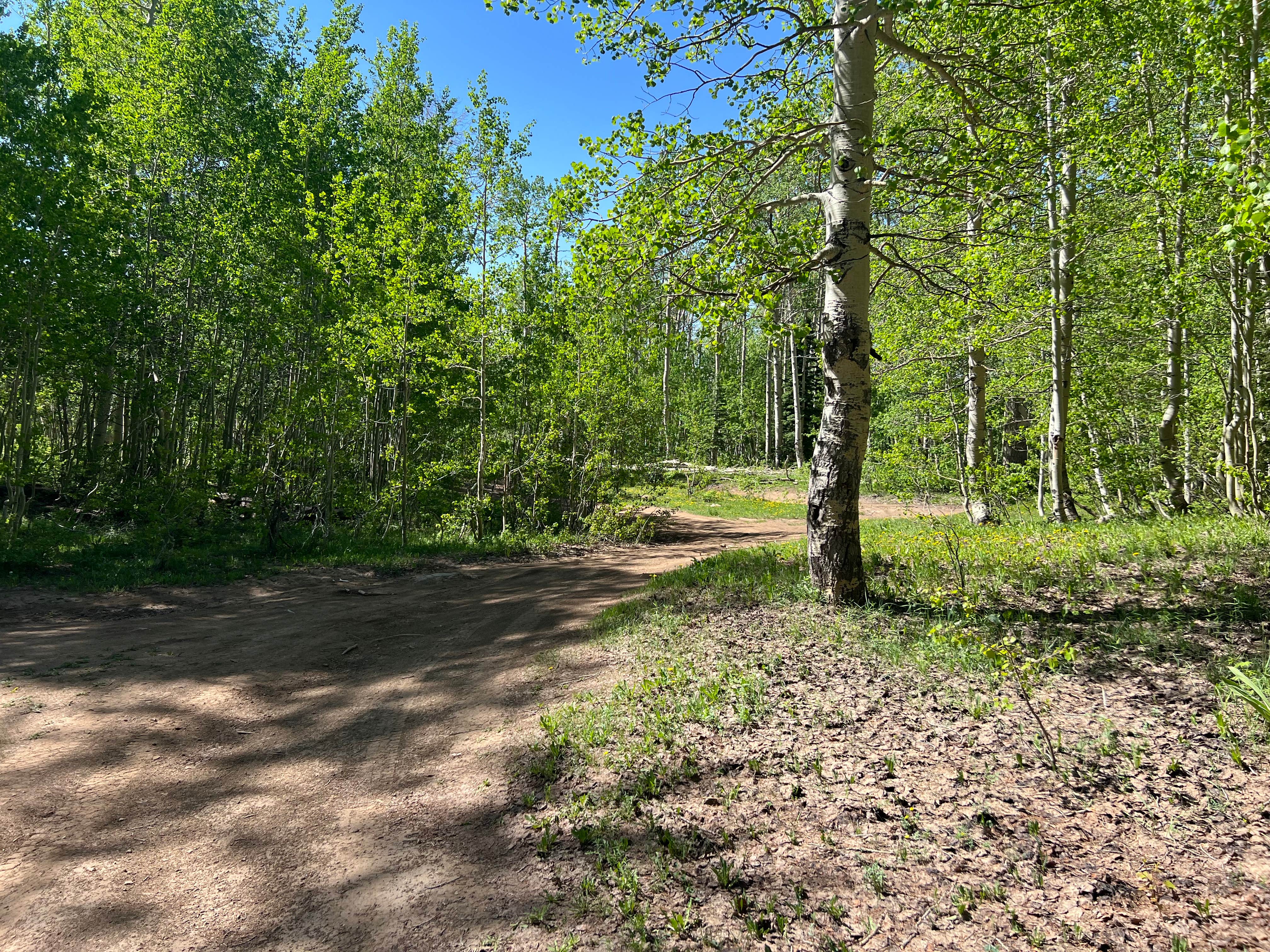 Camper submitted image from San Juan Madden Road Pulloff Dispersed Campsite - 2