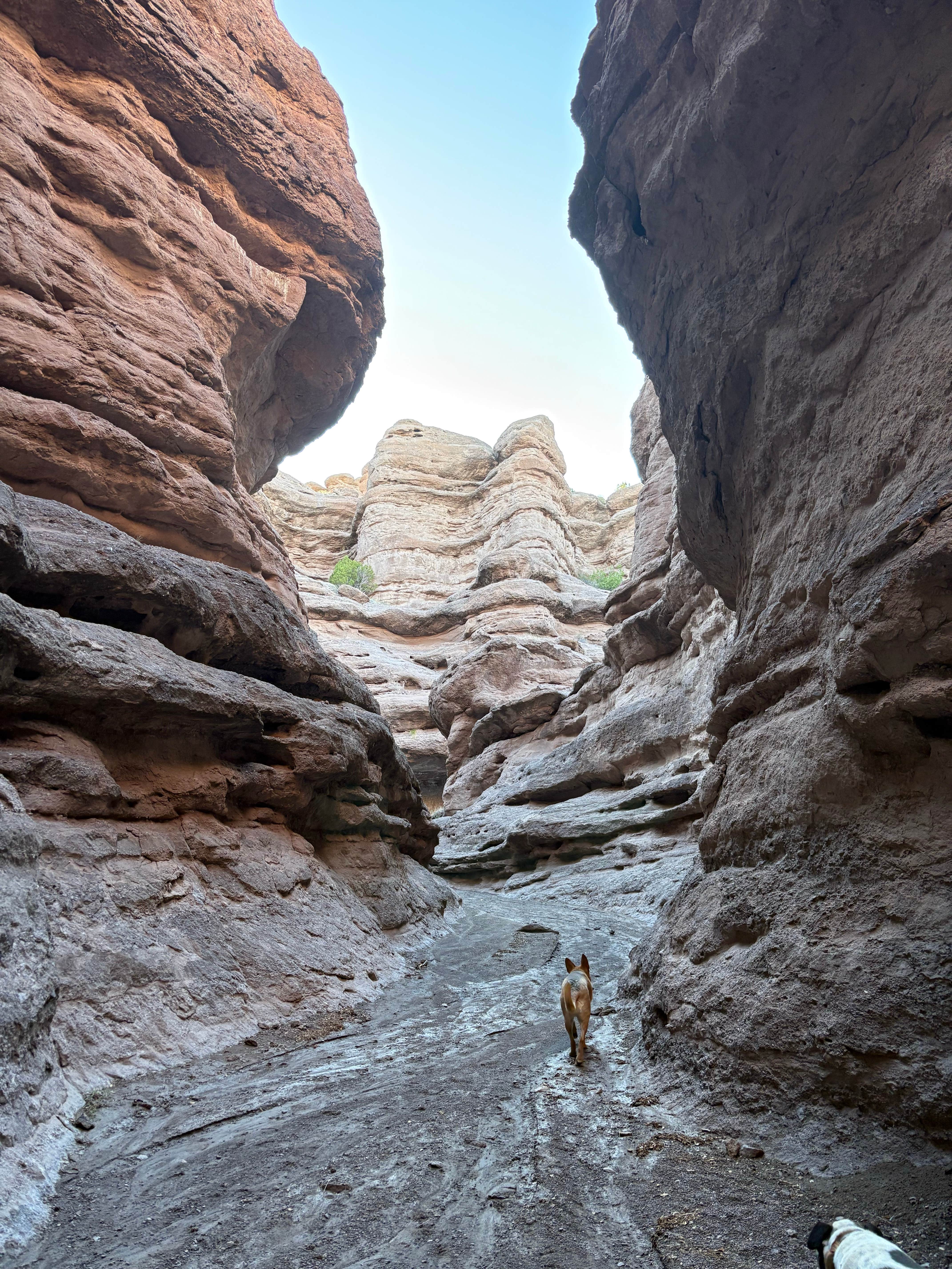Emily S.'s photo of camping with pets at San Lorenzo Canyon Dispersed near Lemitar, NM