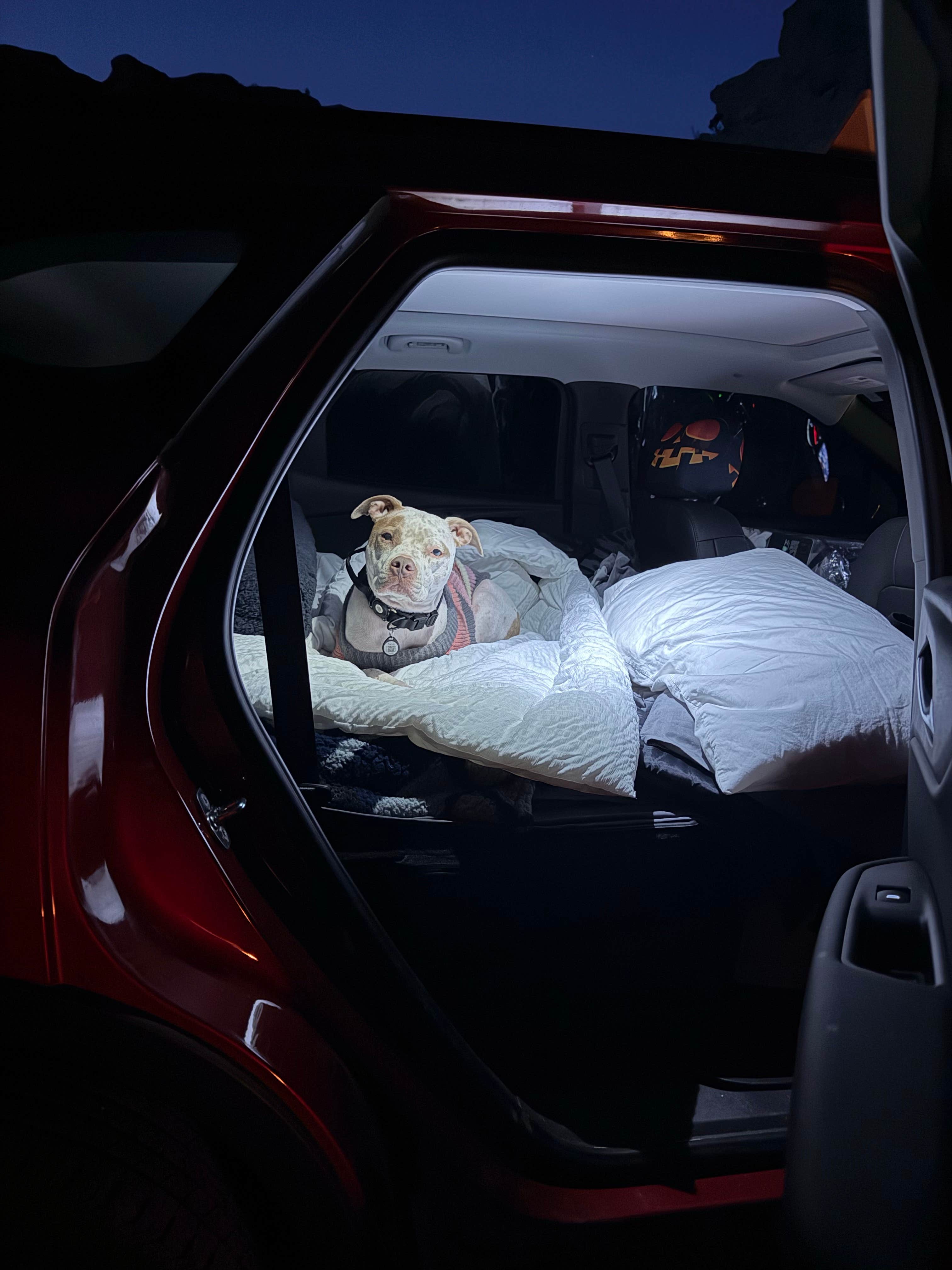 Rey R.'s photo of camping with pets at San Lorenzo Canyon near Magdalena, NM