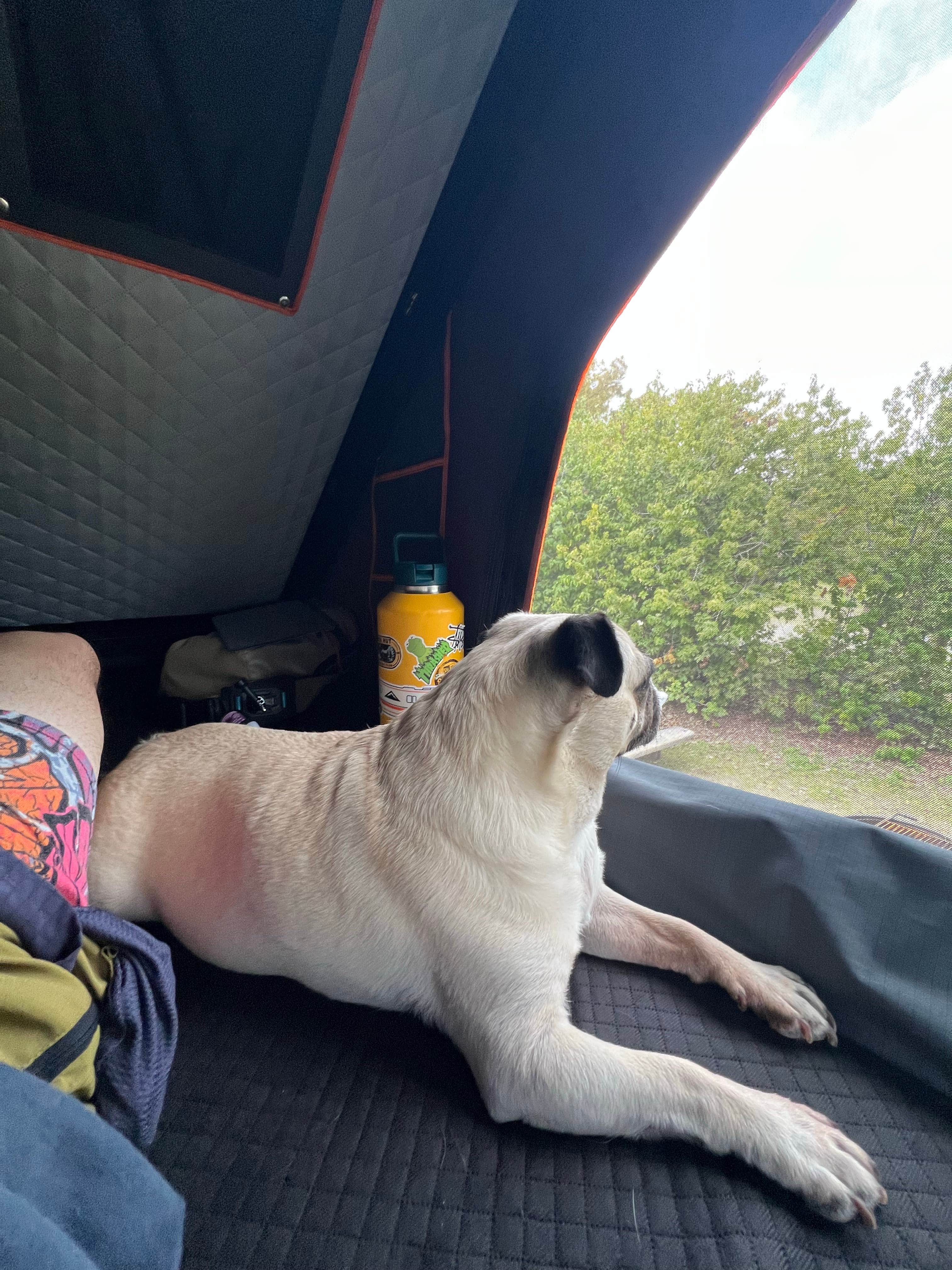lordIrm's photo of camping with pets at San Mateo Campground — San Onofre State Beach near Temecula, CA
