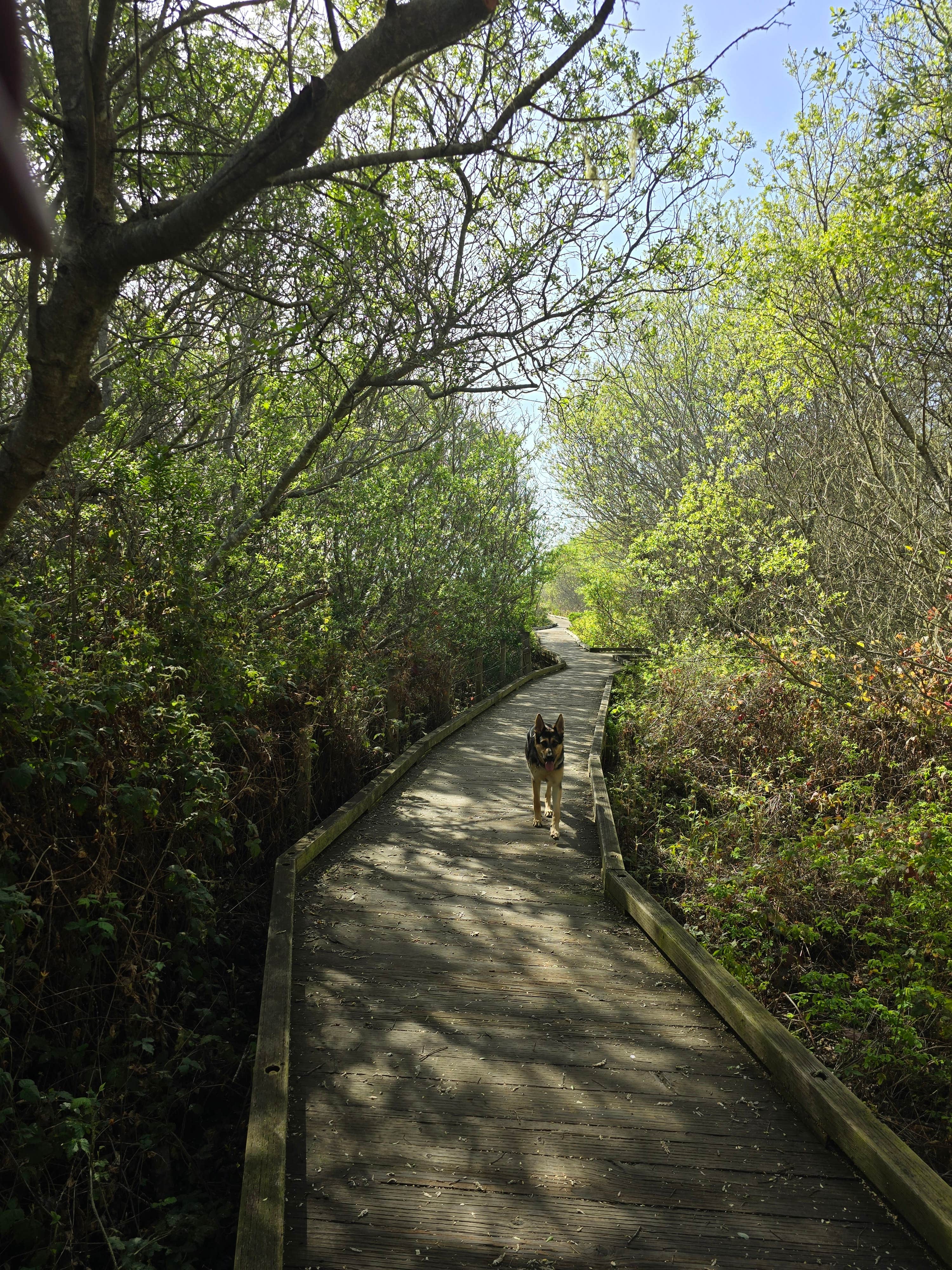 Kelly H.'s photo of camping with pets at San Simeon Creek Campground — Hearst San Simeon State Park near Cambria, CA