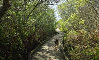 Kelly H.'s photo of camping with pets at San Simeon Creek Campground — Hearst San Simeon State Park near Jolon, CA