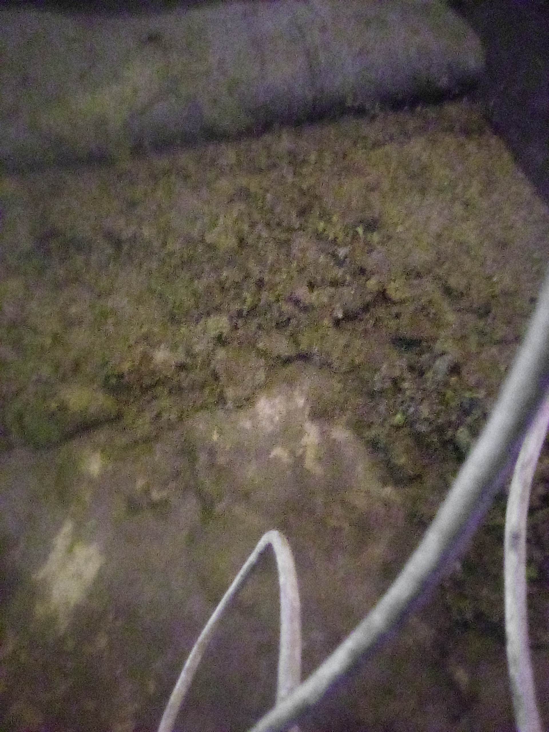 Camper-submitted photo at Sand Road Primitive Rustic Camping near Ludington, MI