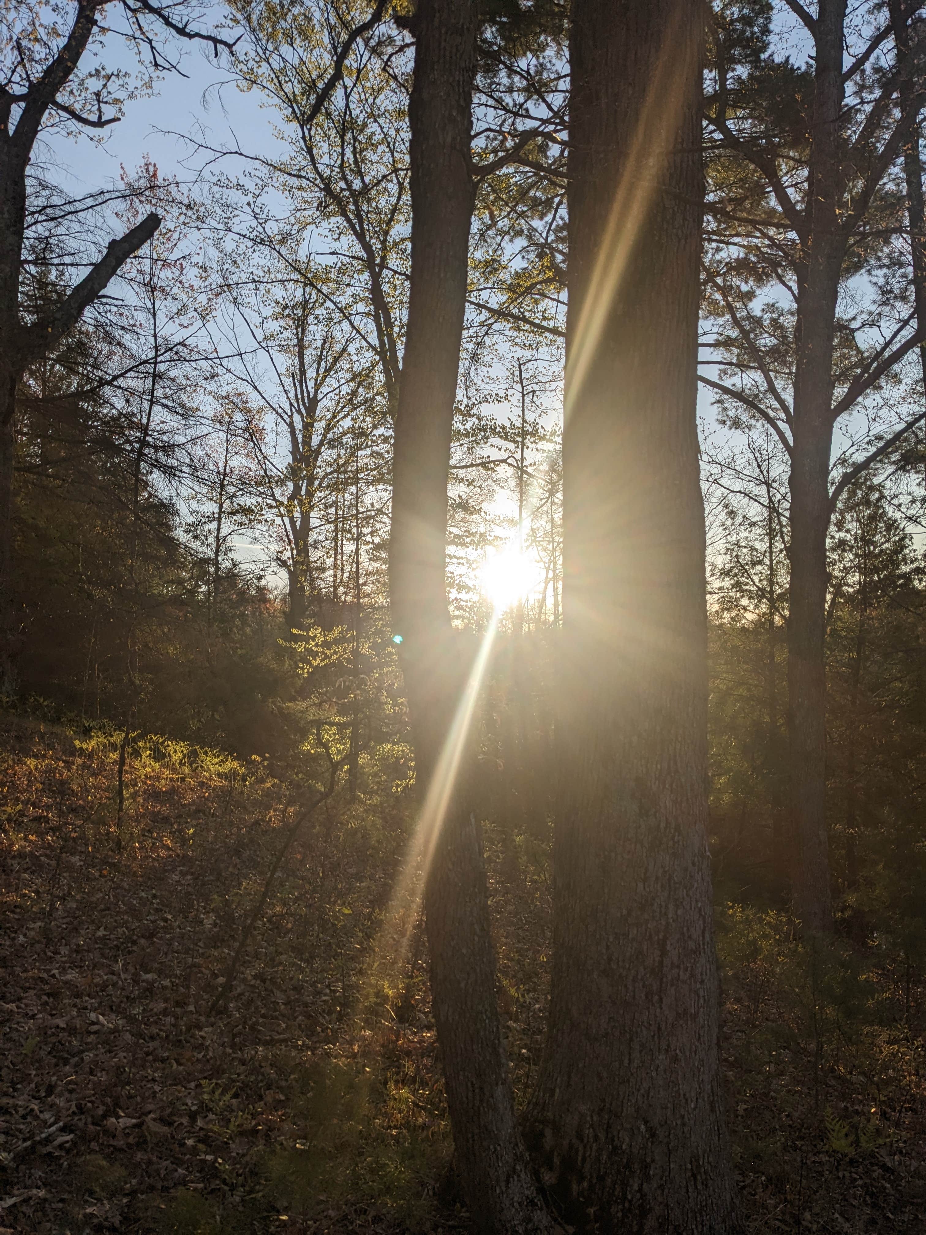 Camper-submitted photo at Sand Road Primitive Rustic Camping near Ludington, MI