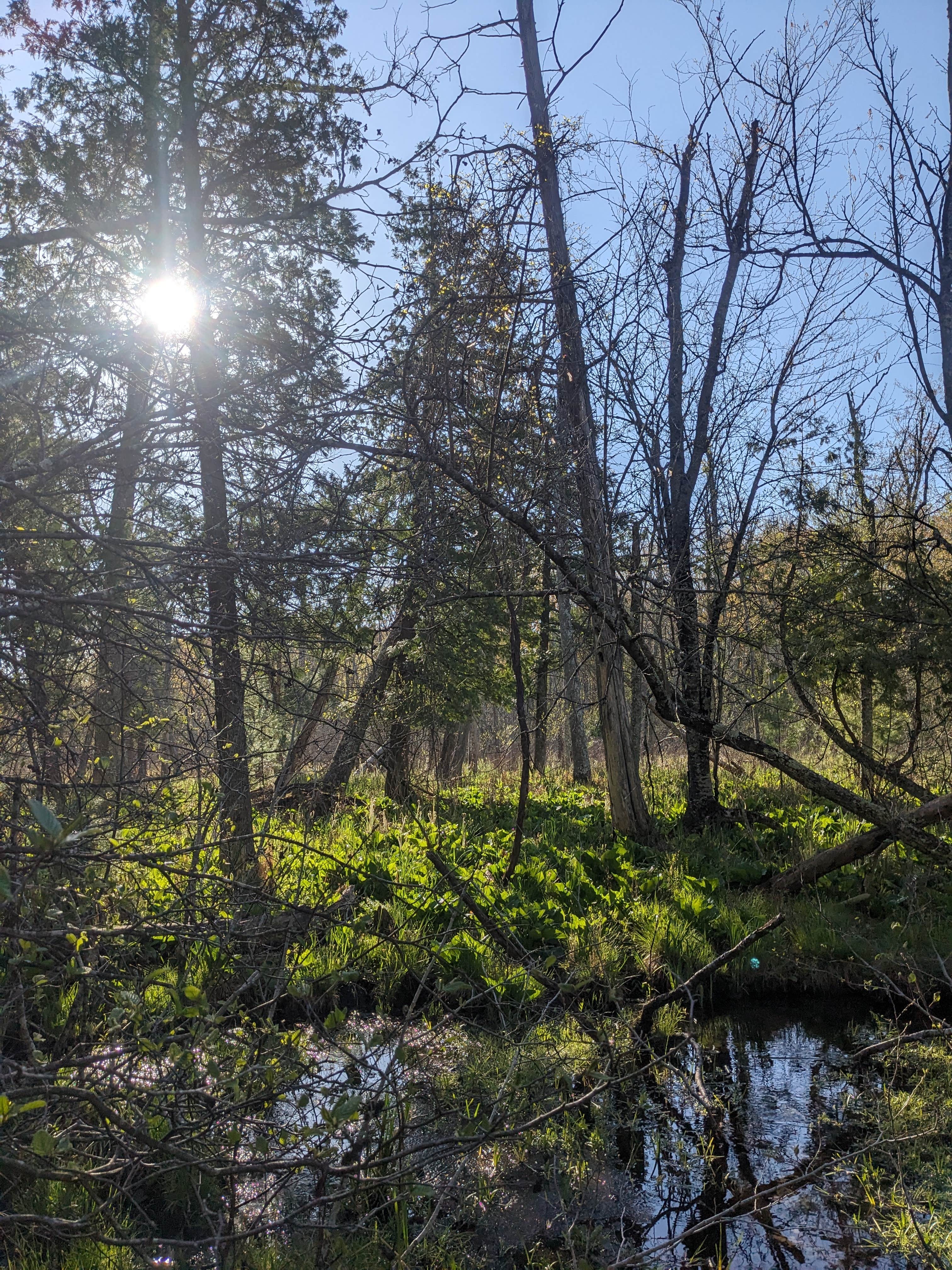 Camper-submitted photo at Sand Road Primitive Rustic Camping near Hesperia, MI