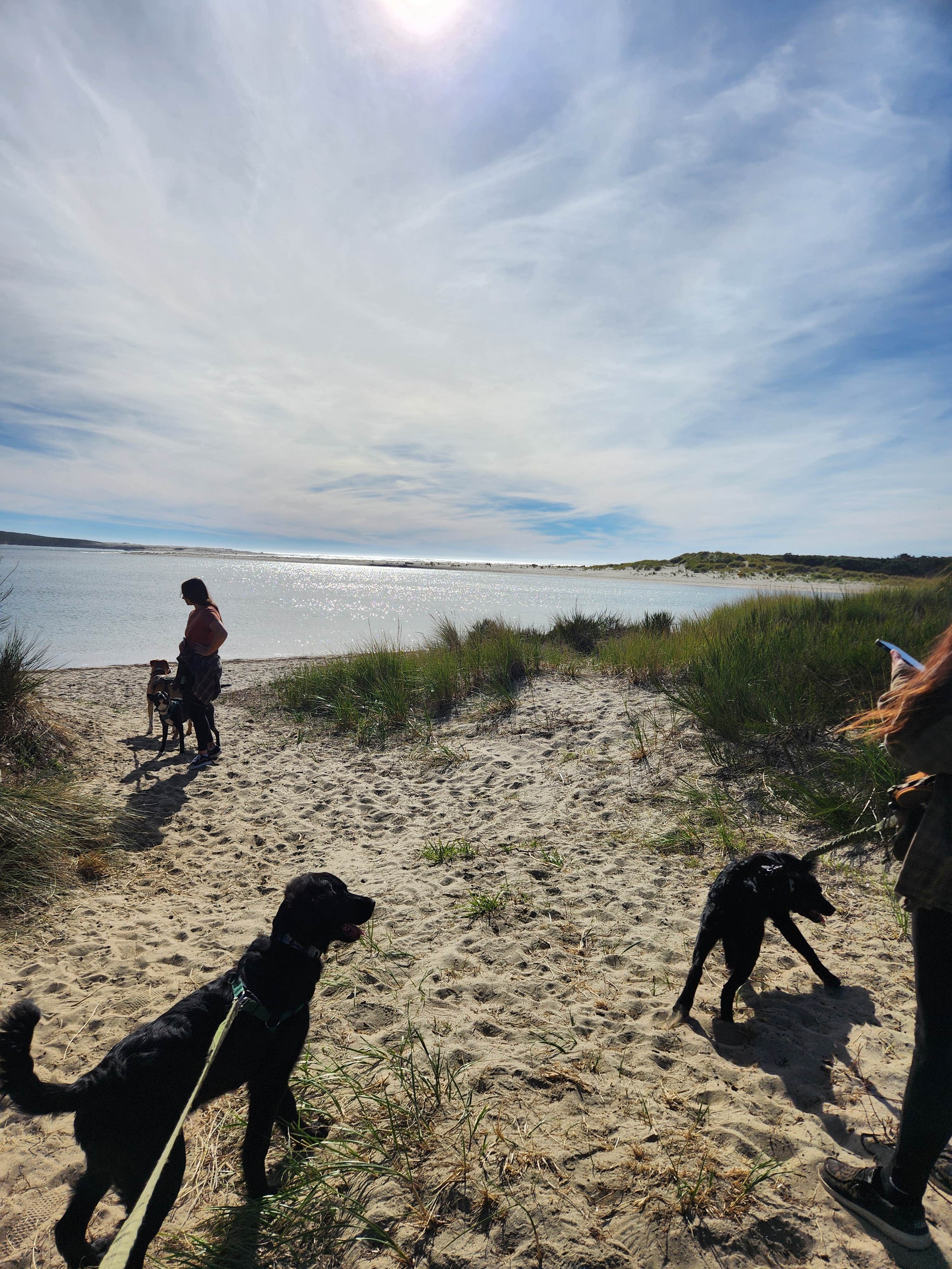 Nick B.'s photo of camping with pets at Sand Beach campground Oregon coast near Neskowin, OR