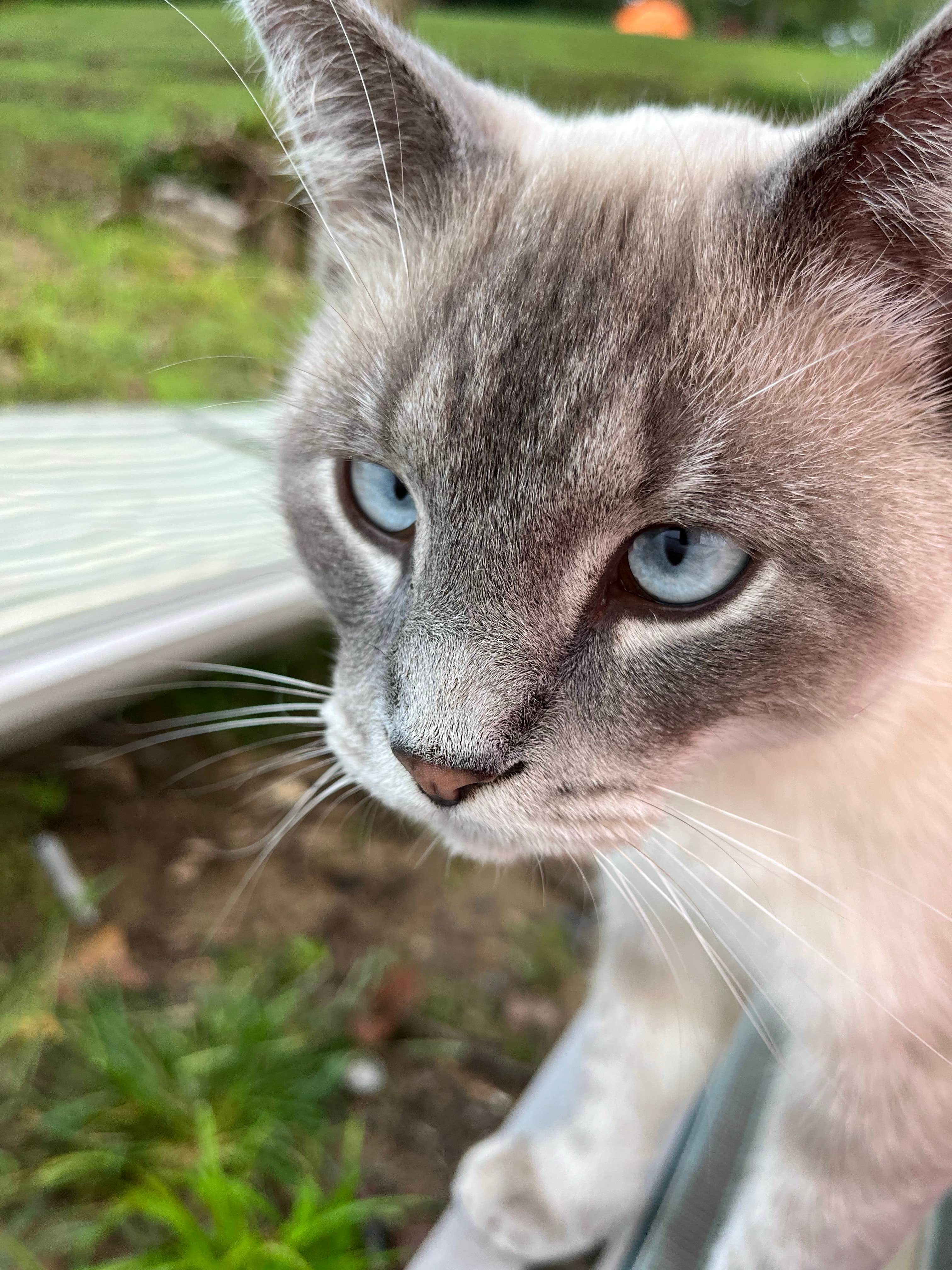 Mary T.'s photo of camping with pets at Sandy Springs Campground near Manchester, OH