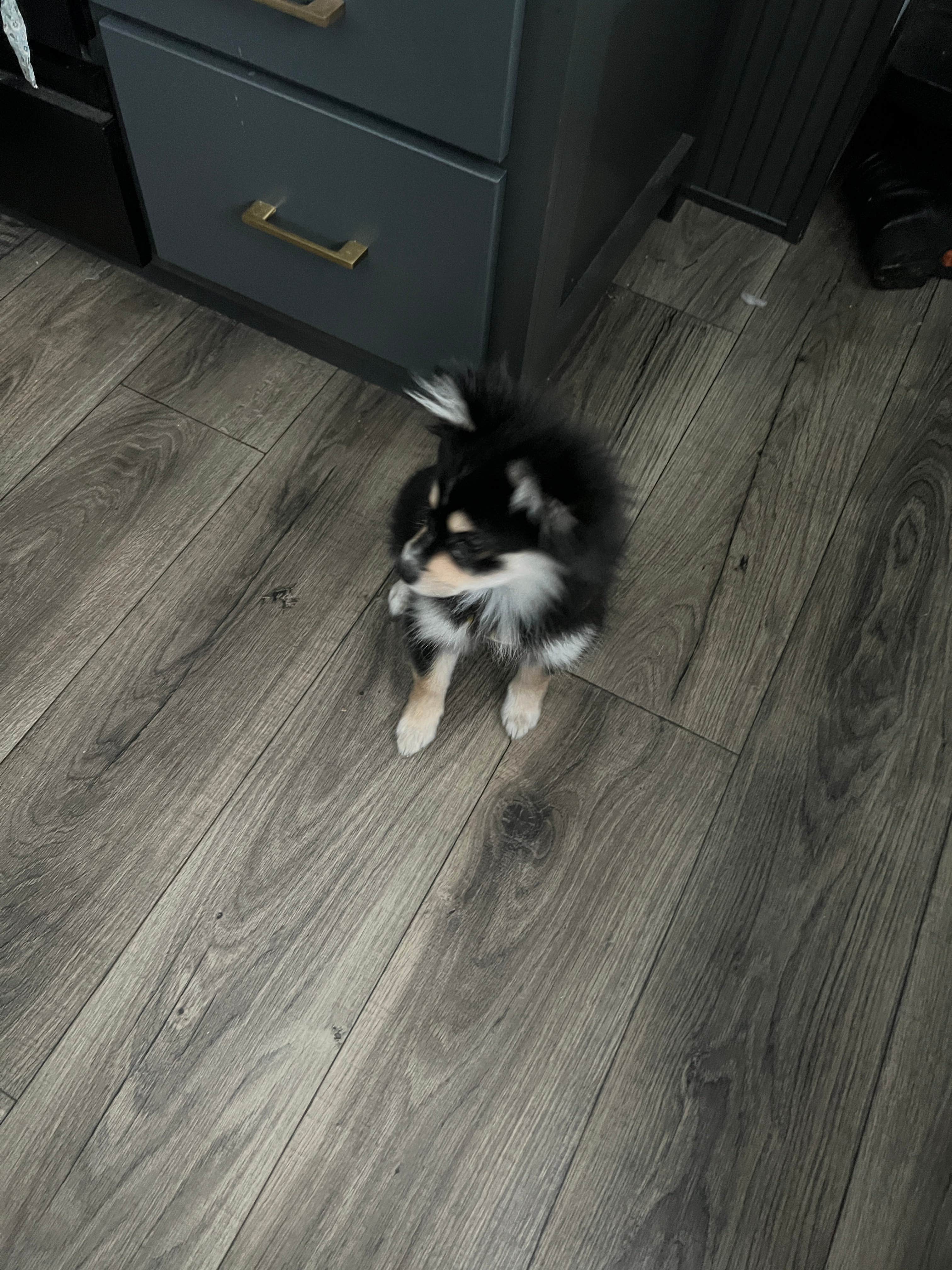 Sherry R.'s photo of camping with pets at Sandy Springs Campground near Hanging Rock, OH