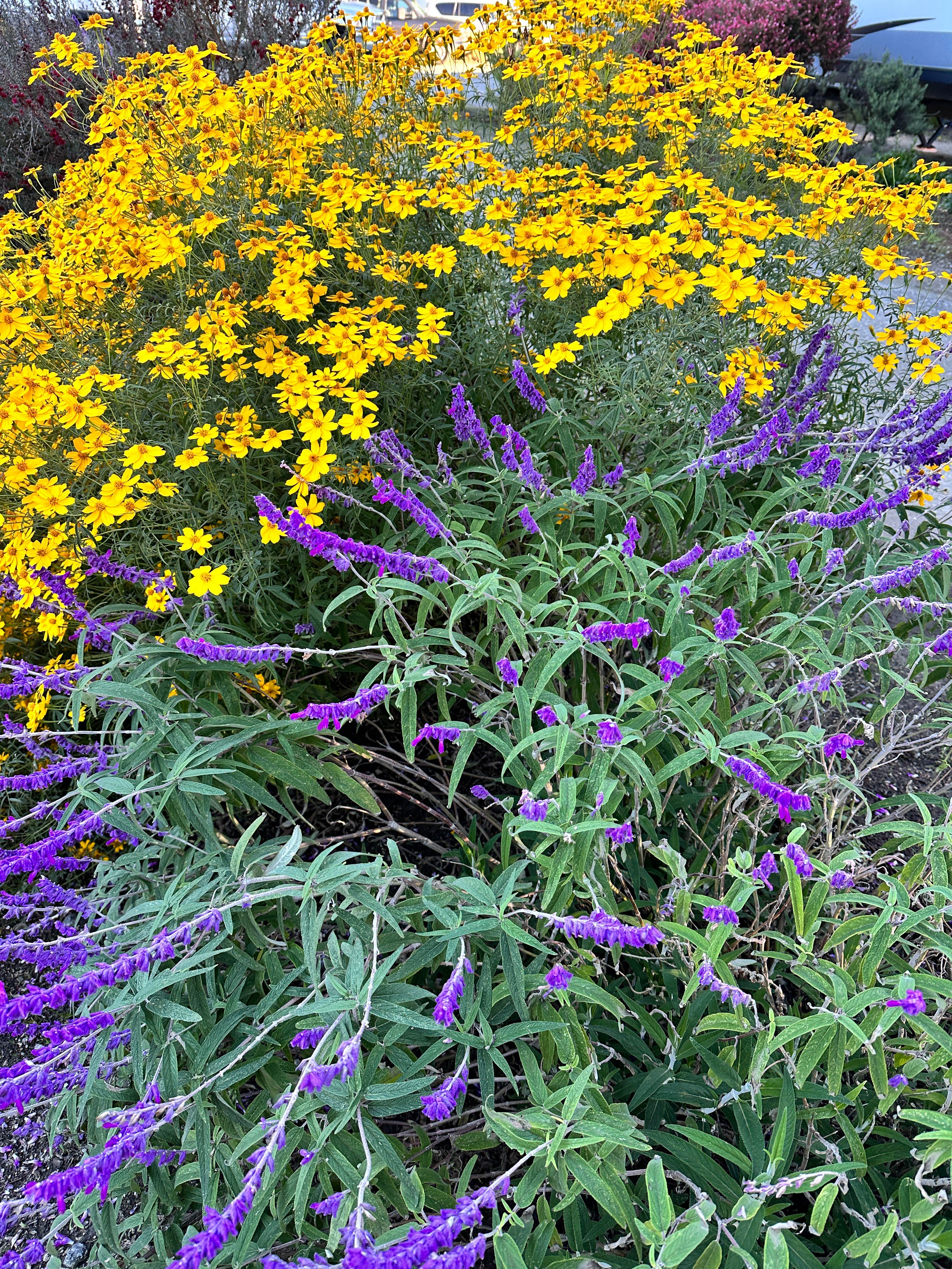 Camper-submitted photo at Santa Cruz North-Costanoa KOA near Soquel, CA