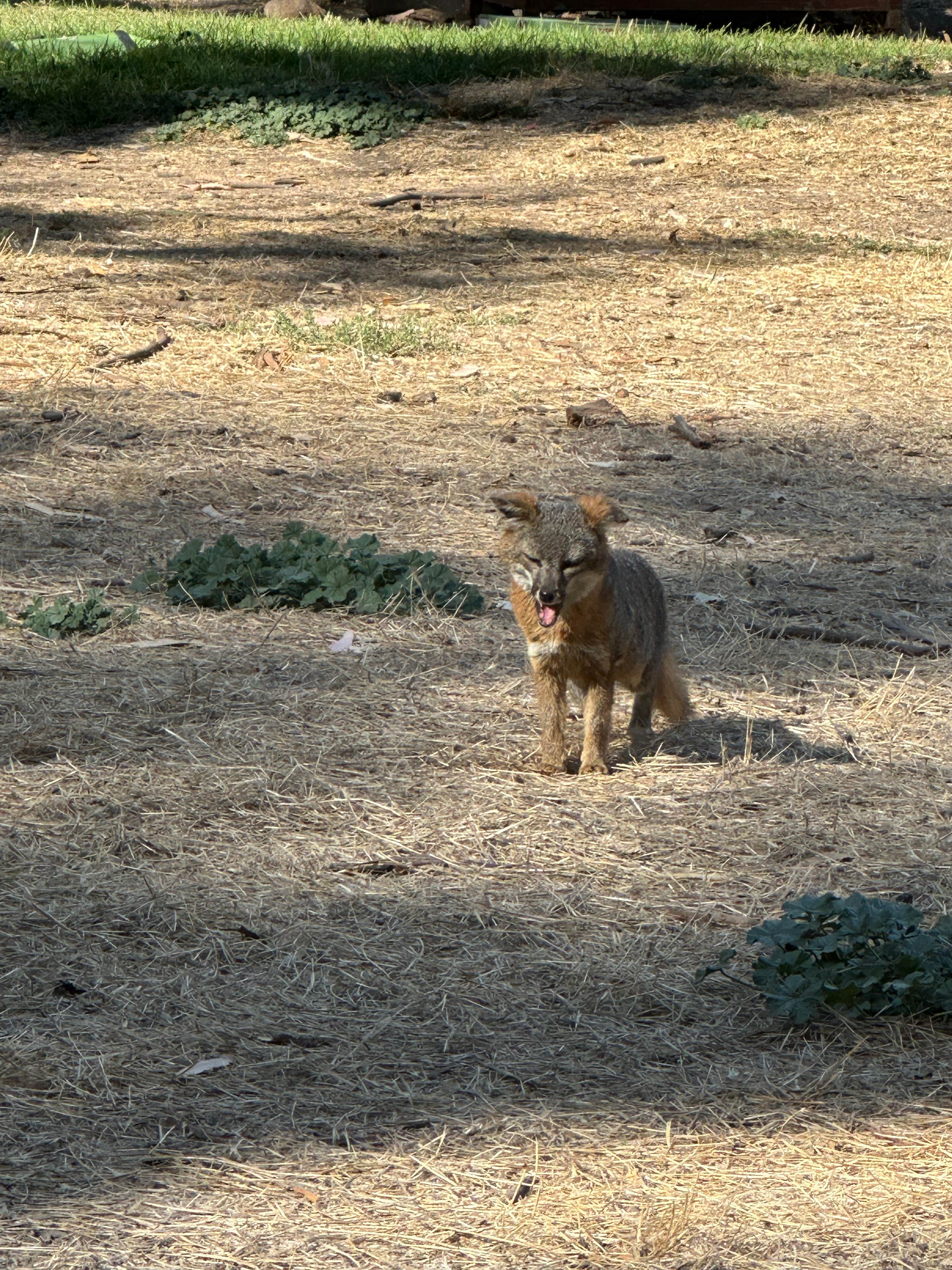 Santa Cruz Island Scorpion Canyon Campground Channel Islands