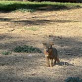 Review photo of Santa Cruz Island Scorpion Canyon Campground — Channel Islands National Park by Candice M., October 25, 2023