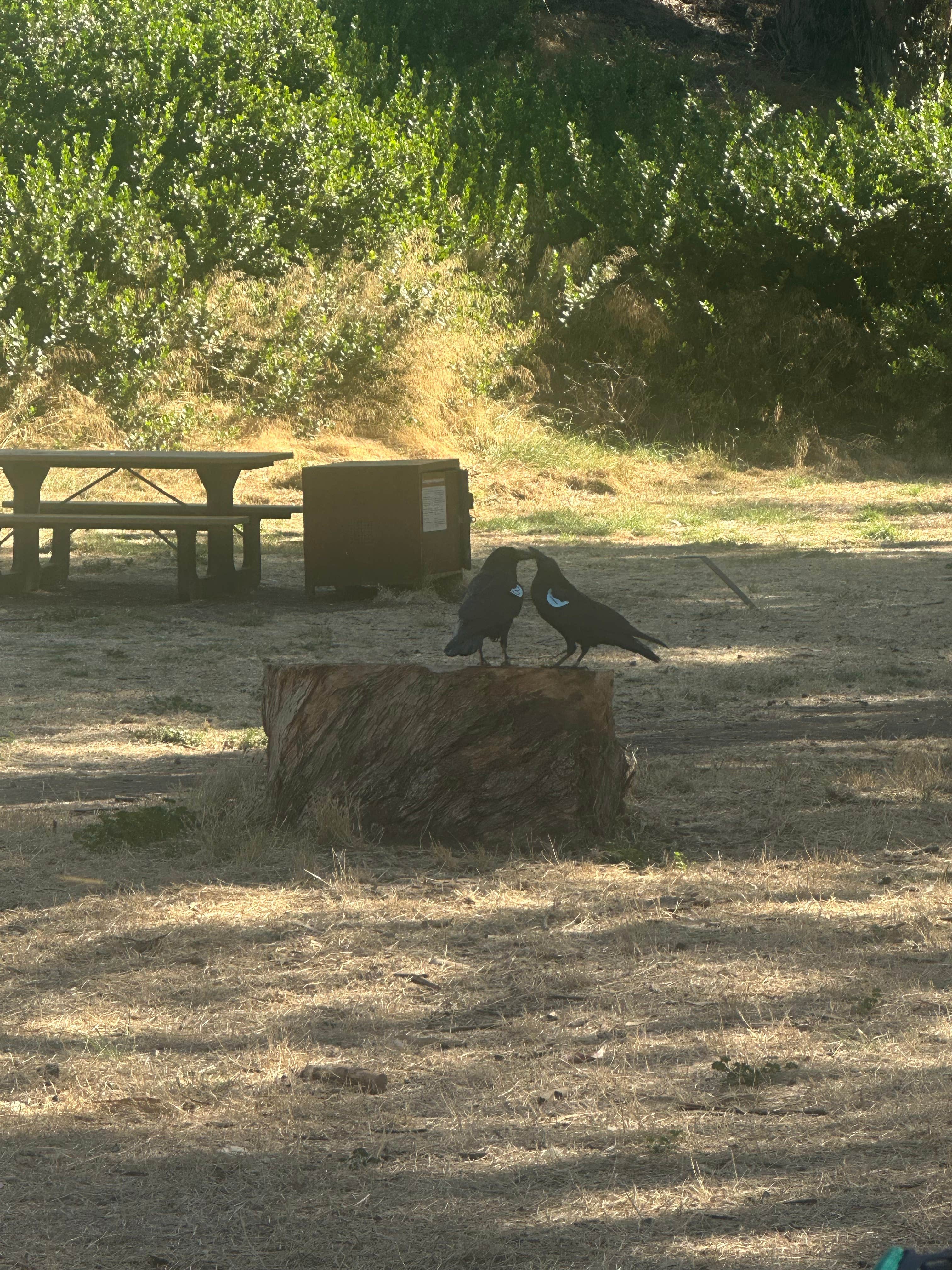 Santa Cruz Island Scorpion Canyon Campground Channel Islands