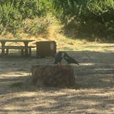 Review photo of Santa Cruz Island Scorpion Canyon Campground — Channel Islands National Park by Candice M., October 25, 2023