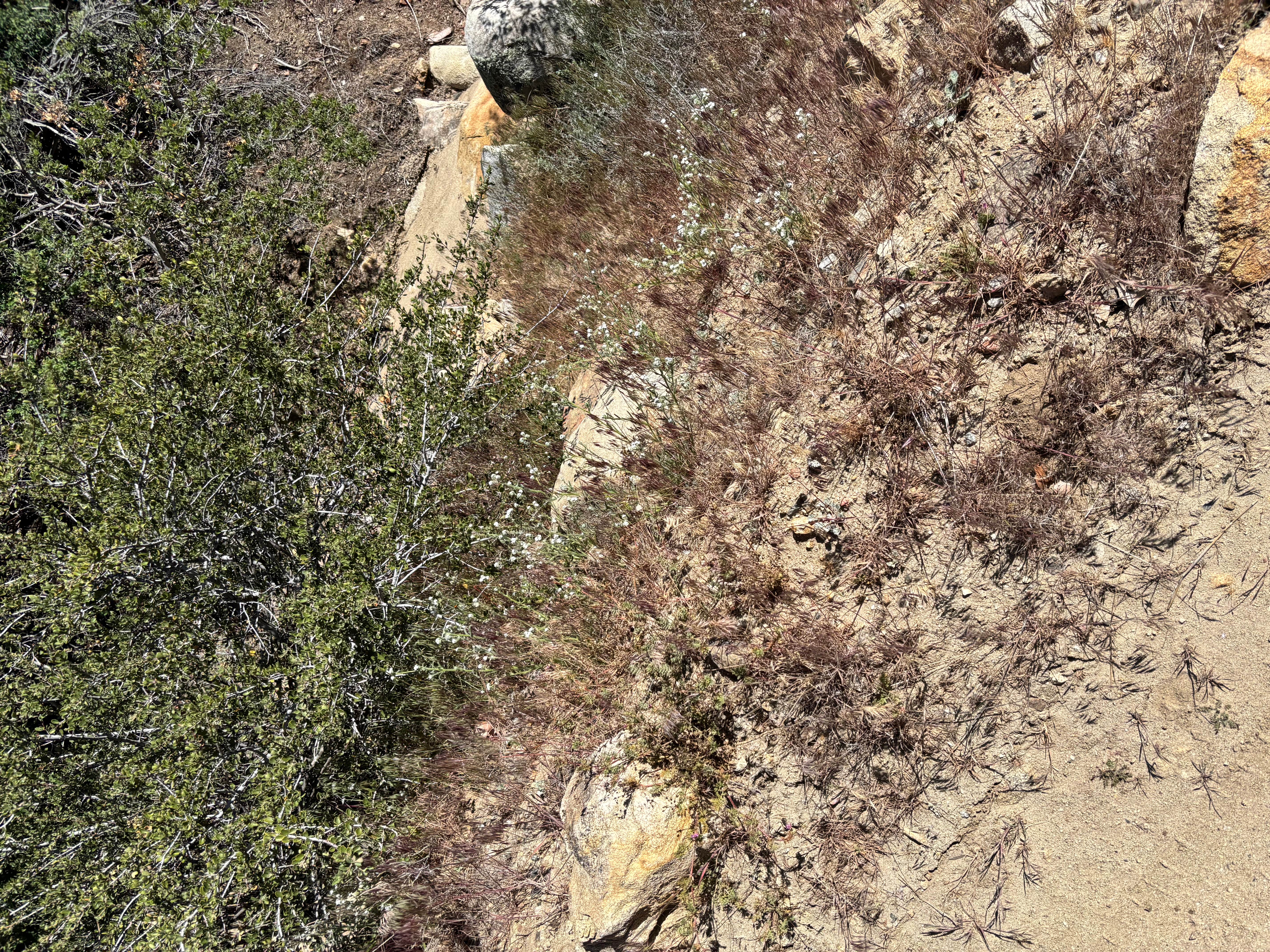 Camper-submitted photo at Santa Rosa Springs Campground near Thermal, CA