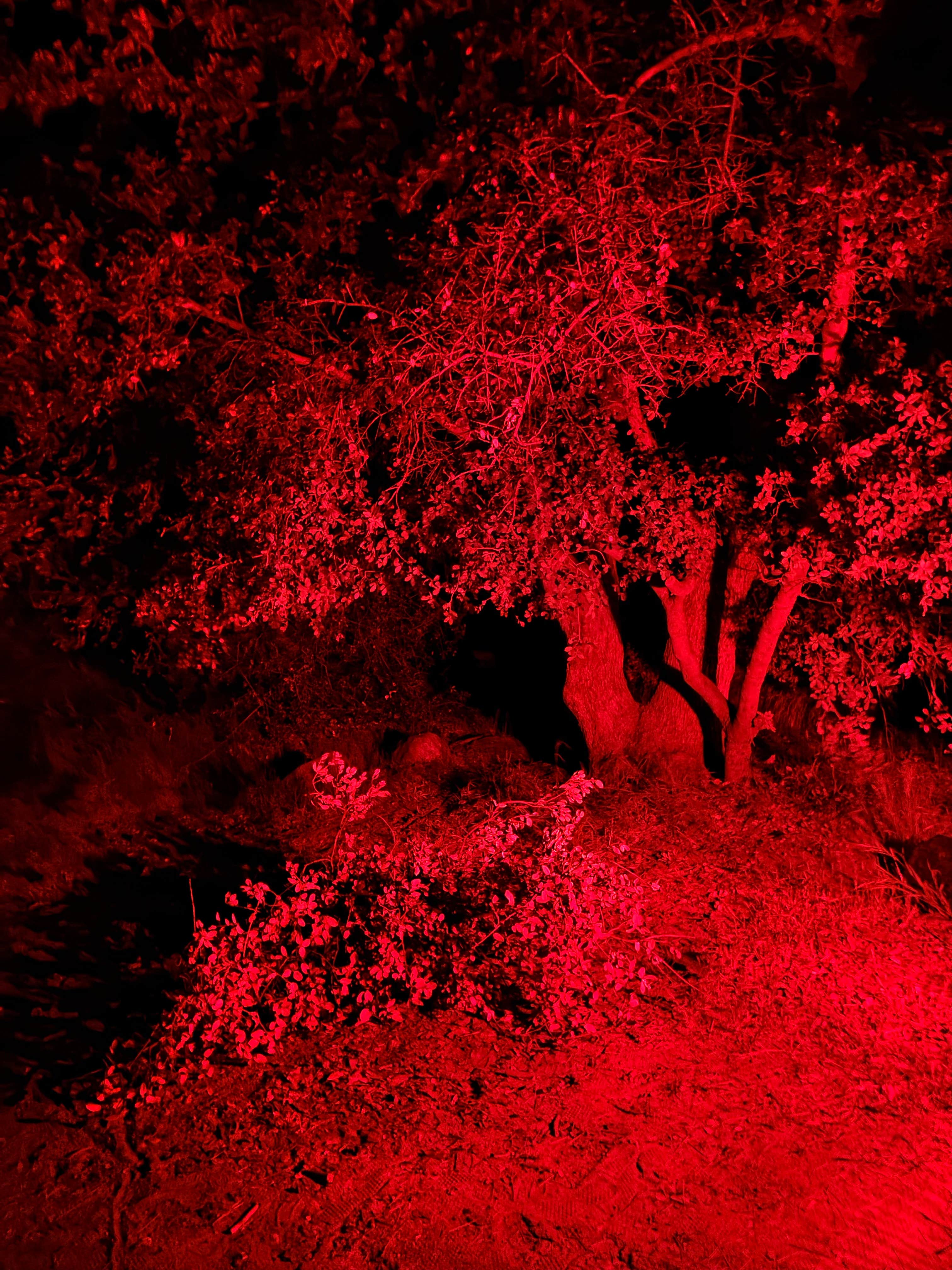 Camper-submitted photo at Santa Rosa Springs Campground near Thermal, CA