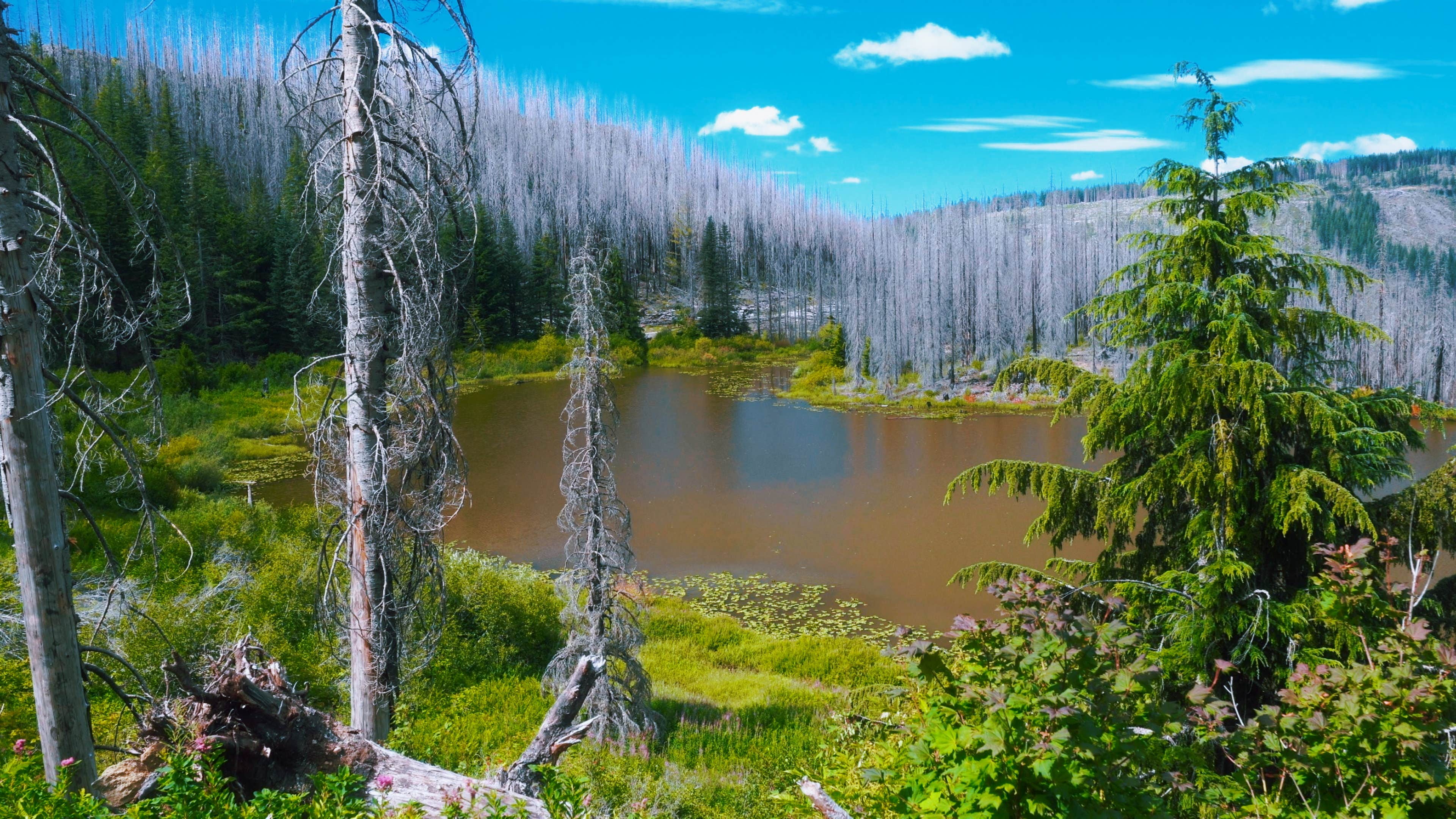 Camper submitted image from Santiam State Forest Rhody Lake Recreation Area - 1
