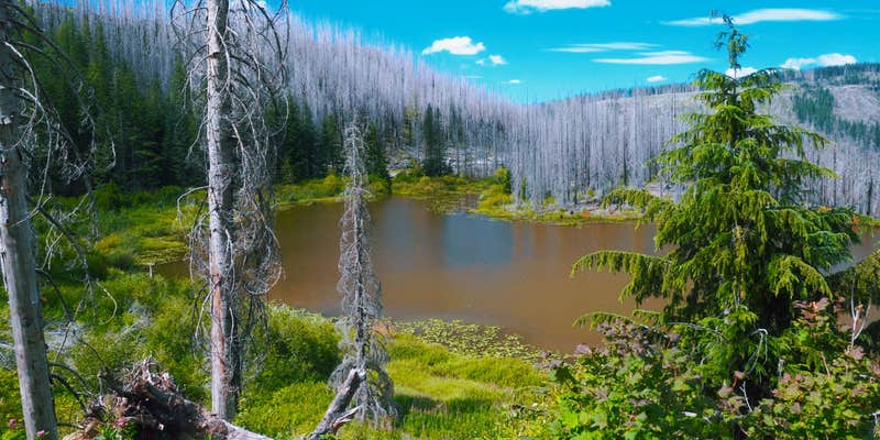 Camper submitted image from Santiam State Forest Rhody Lake Recreation Area