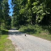 Review photo of Sarah's Creek Campground (Clayton, Ga) — Chattahoochee Oconee National Forest by Twan M., August 10, 2024