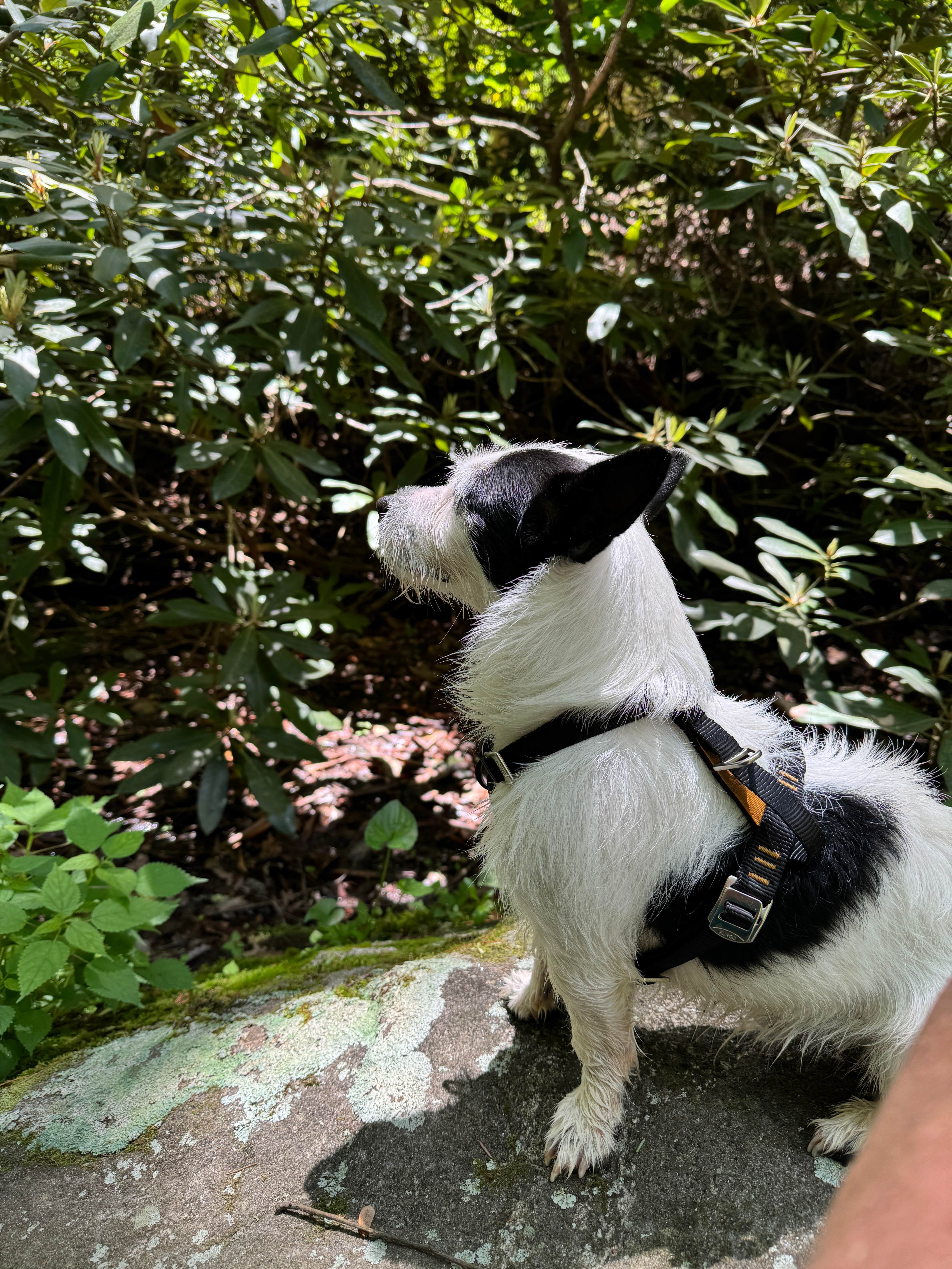 rhett T.'s photo of camping with pets at Sarah's Creek Campground (Clayton, Ga) — Chattahoochee Oconee National Forest near Cashiers, NC