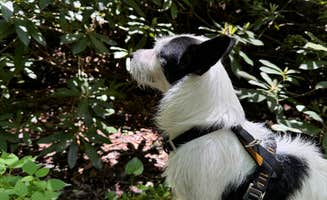 rhett T.'s photo of camping with pets at Sarah's Creek Campground (Clayton, Ga) — Chattahoochee Oconee National Forest near Cashiers, NC
